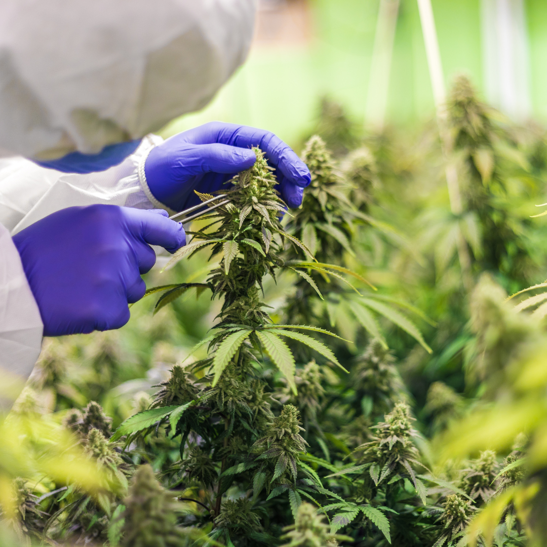 NeoSpectra Solutions — PackChek