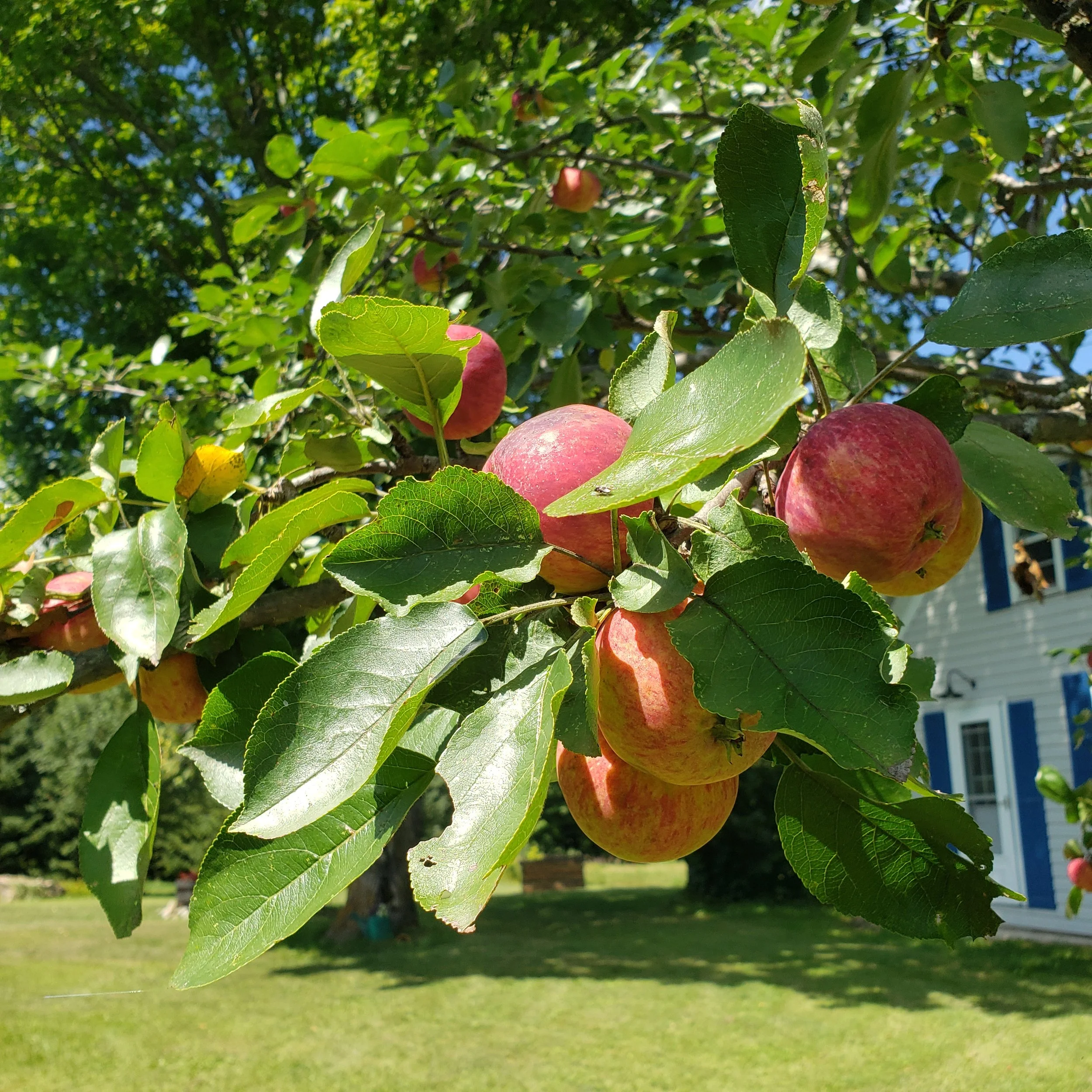 What is Edible Landscaping?