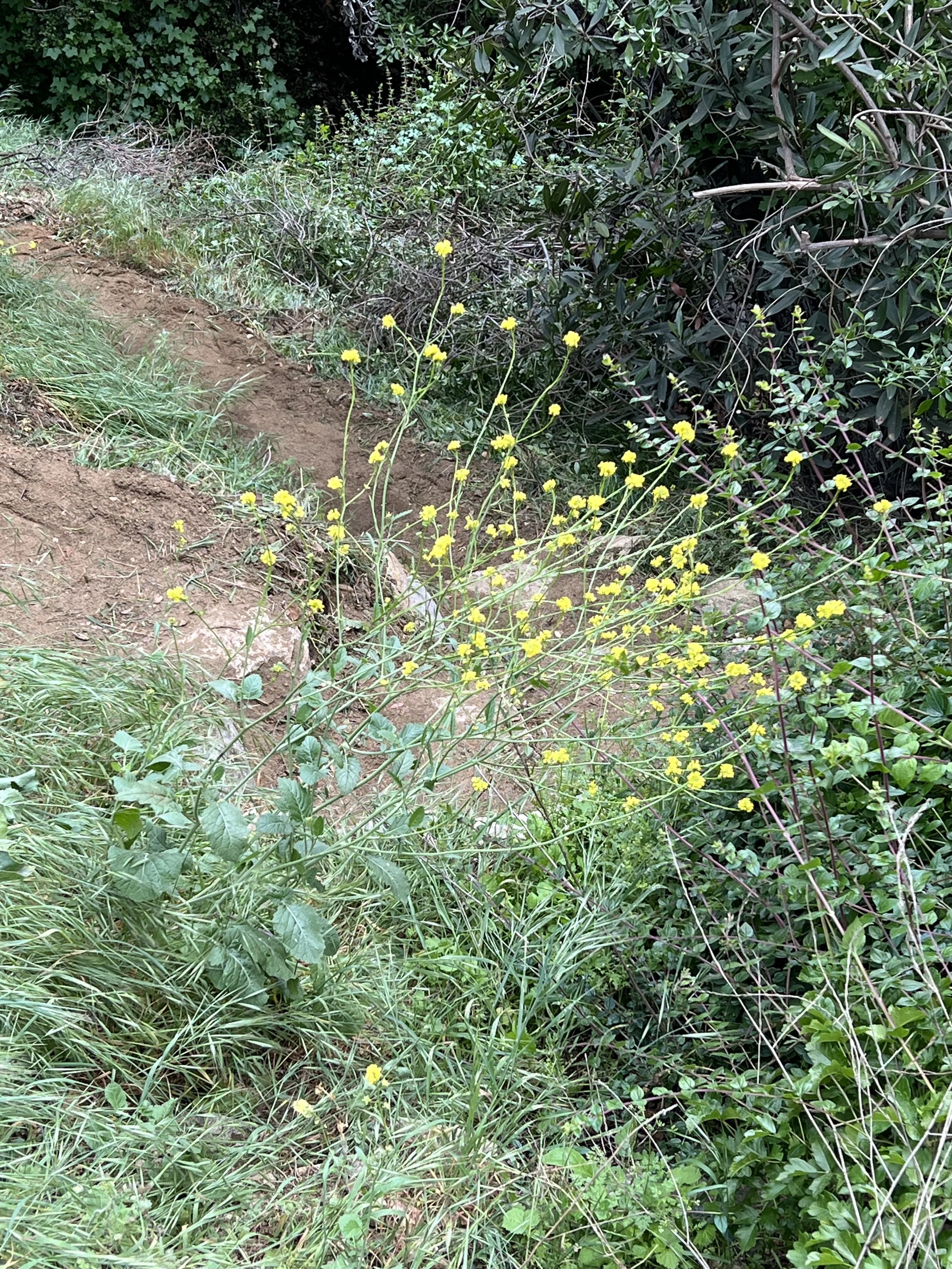 Cottonwood Canyon - Mustard.jpg