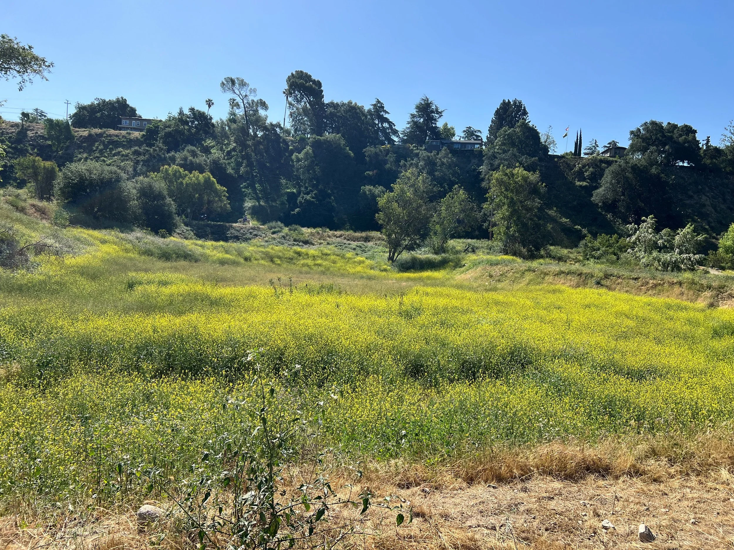 Combating Invasive Plants in SoCal