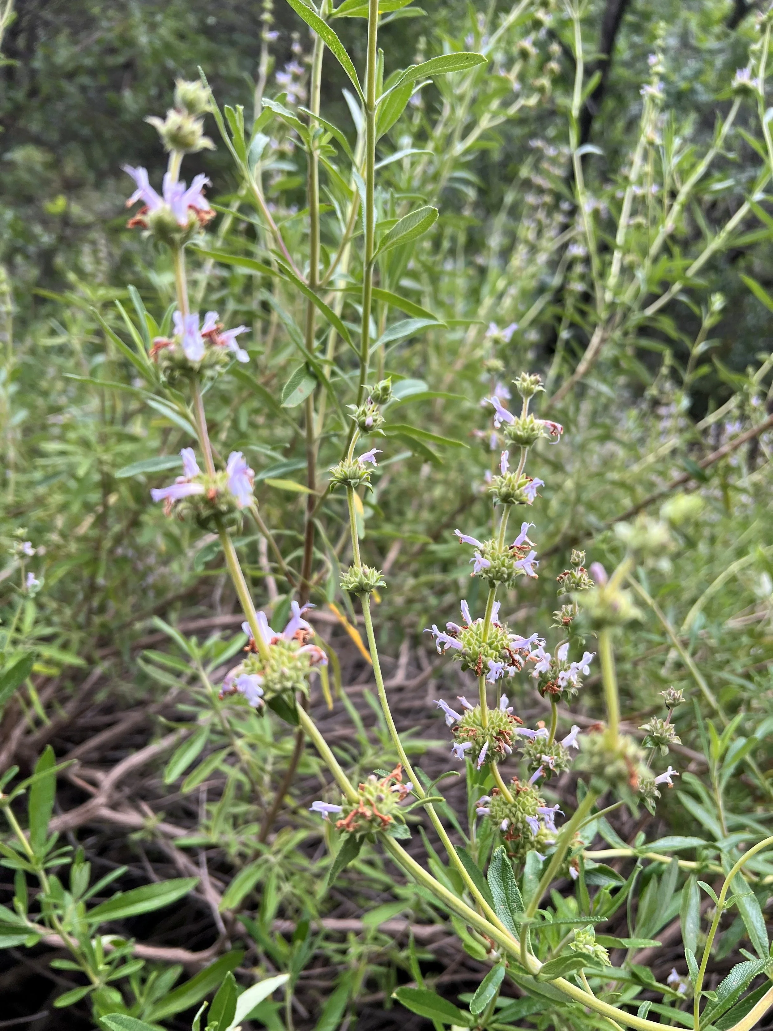 Rosemont Field Trip 04.2026 - Black Sage.jpg