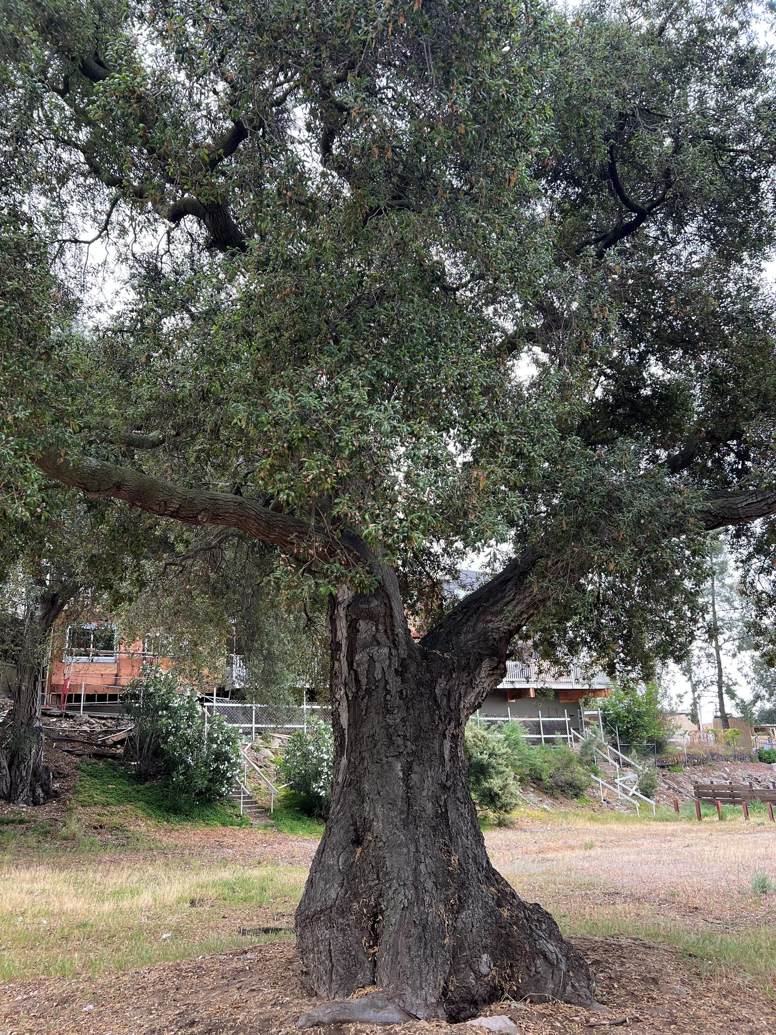 Rosemont Field Trip 04.2026 - Oak Tree.jpg