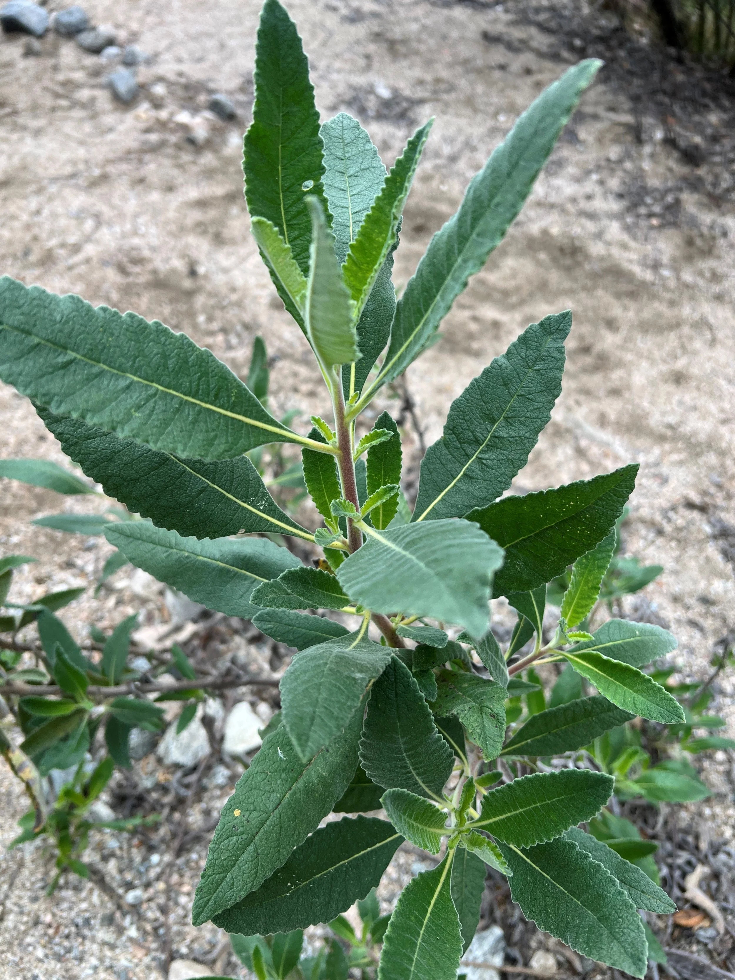 Rosemont Field Trip 04.2026 - Yerba Santa.jpg