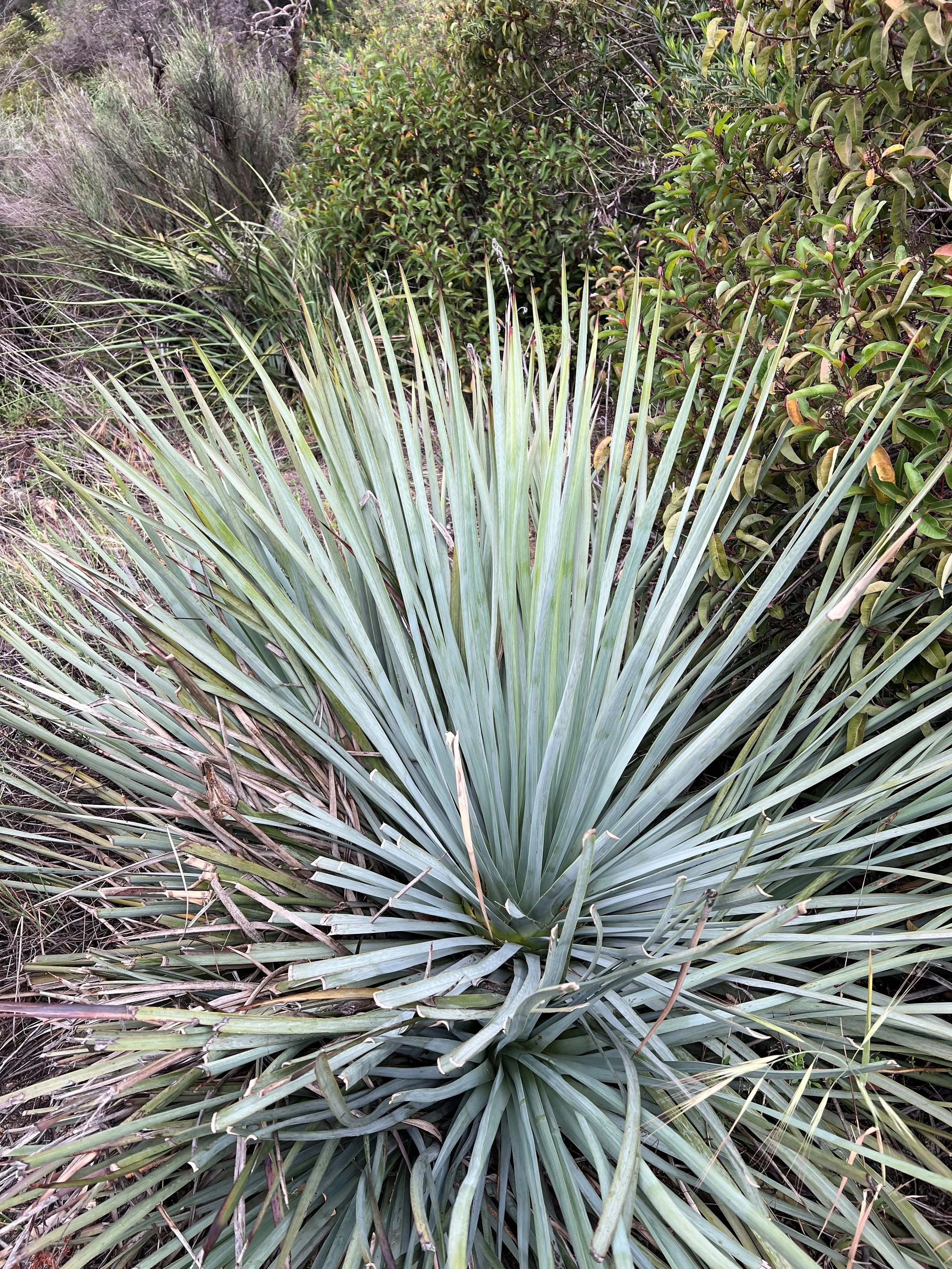 Rosemont Field Trip 04.2026 - Yucca.jpg