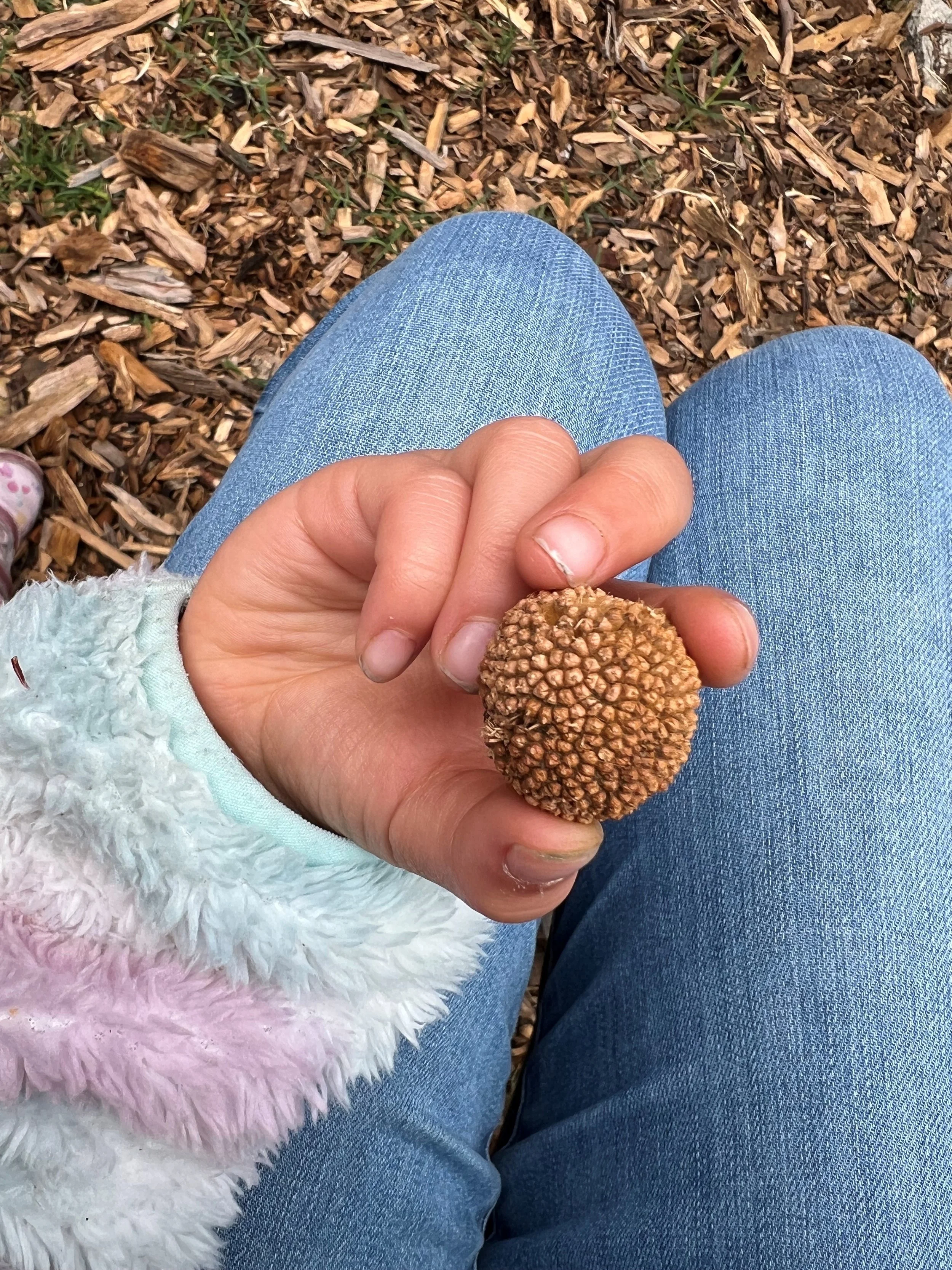 Exploring Native Plants at Rosemont Preserve