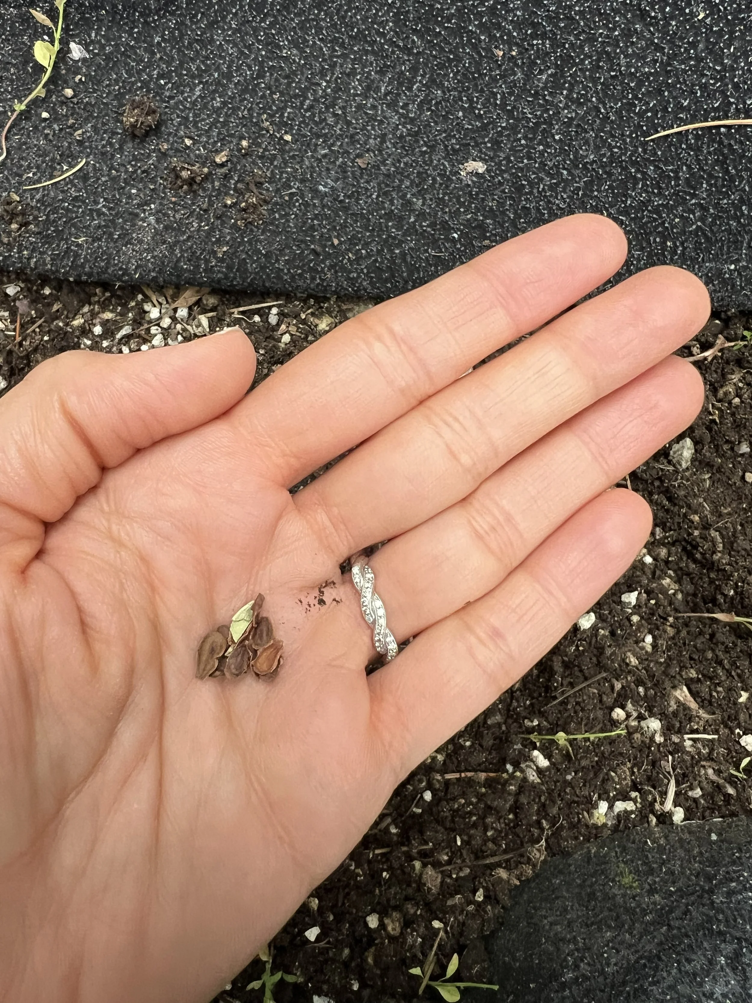 Janet Hand with Milkweed Seeds.jpg
