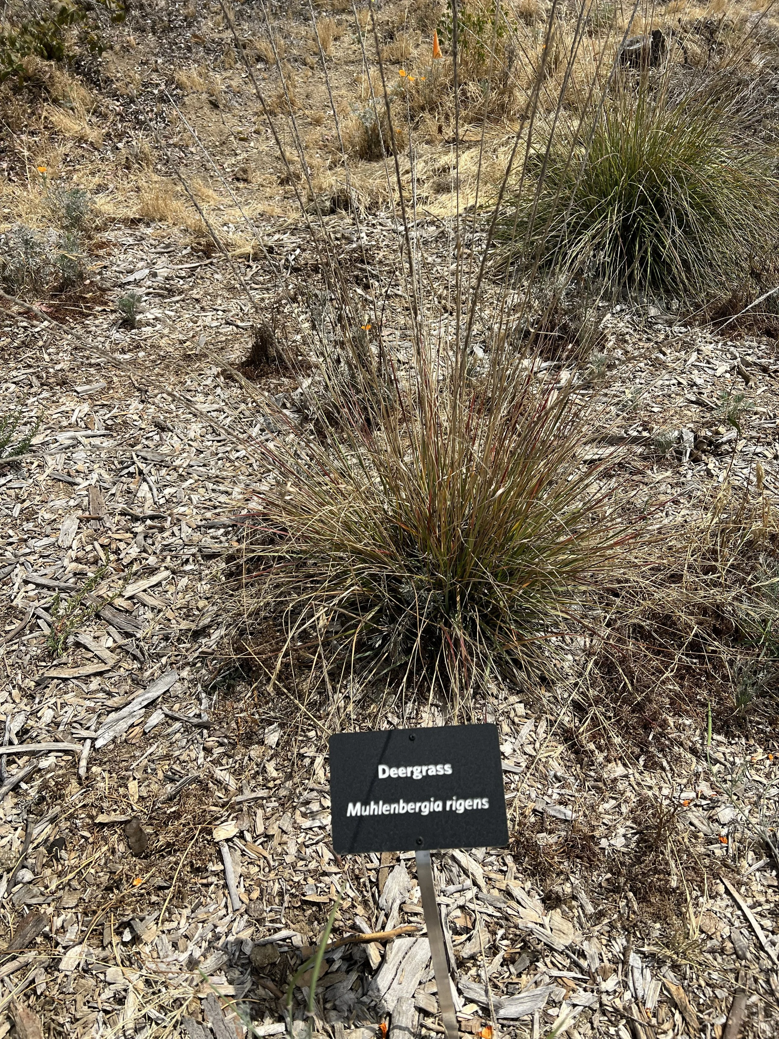 Sunshine Preserve - Deergrass.jpg