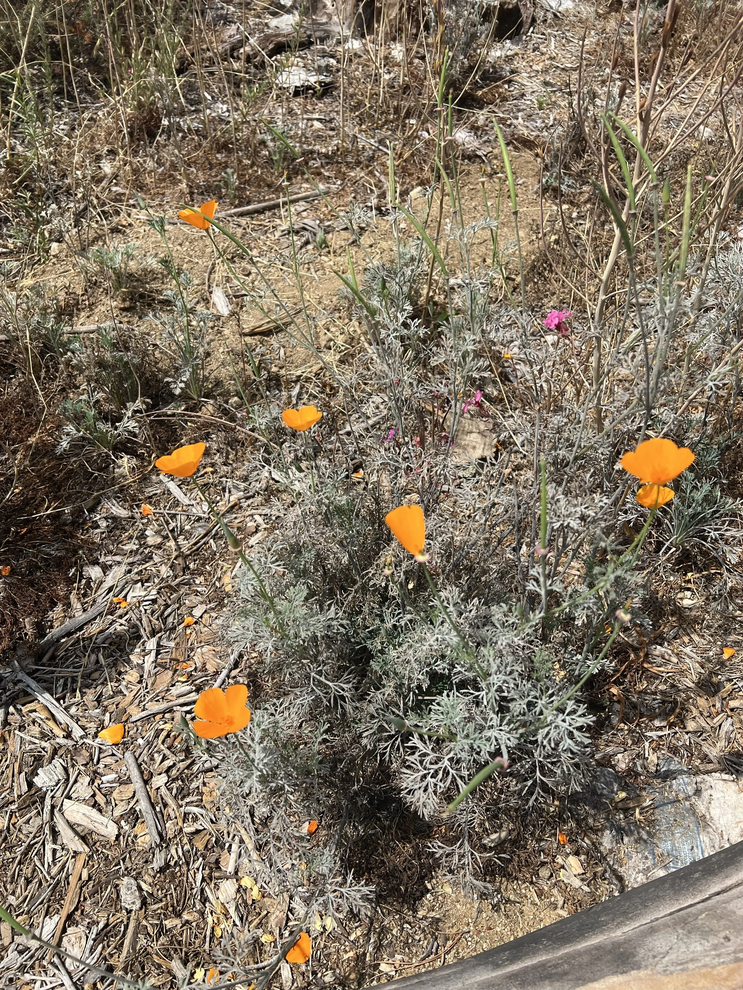 Sunshine Preserve - Poppy.jpg