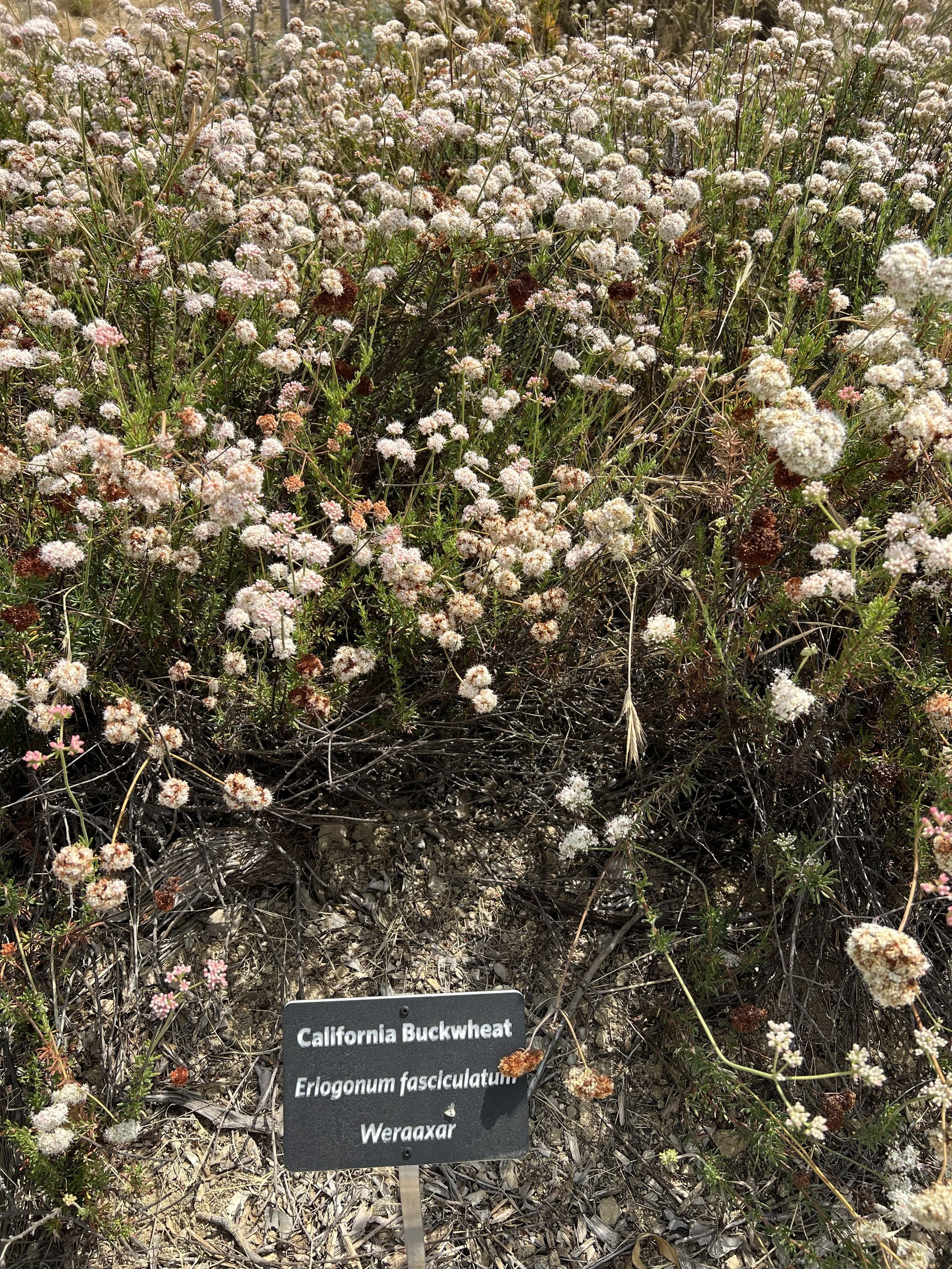 Sunshine Preserve - California Buckwheat.jpg