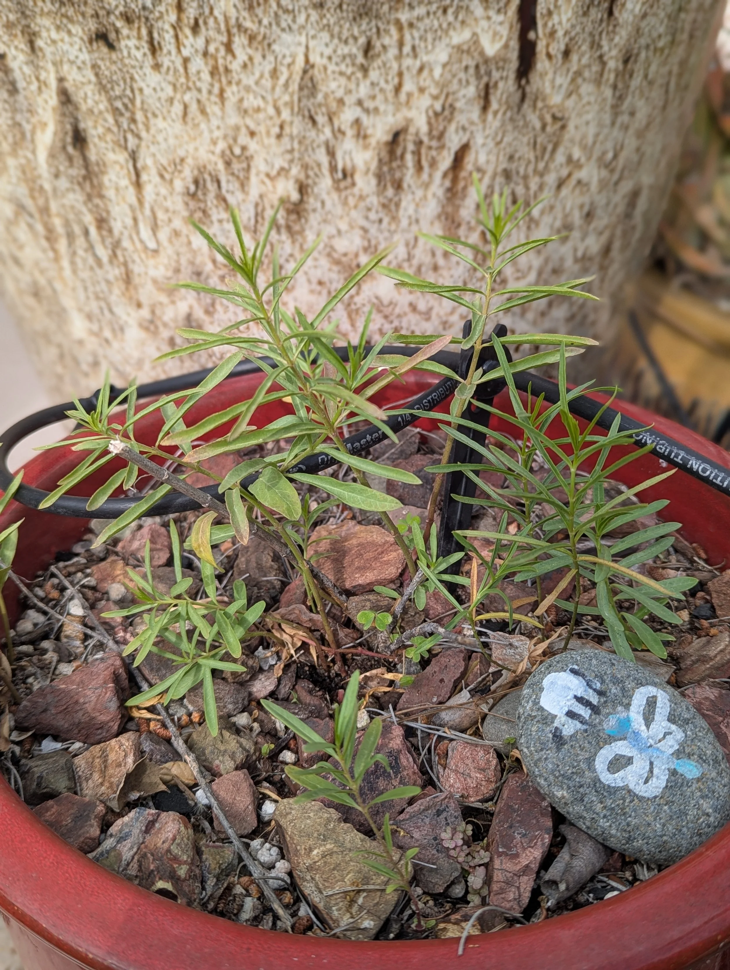 Vera Holds 3rd Annual Plant-a-Thon