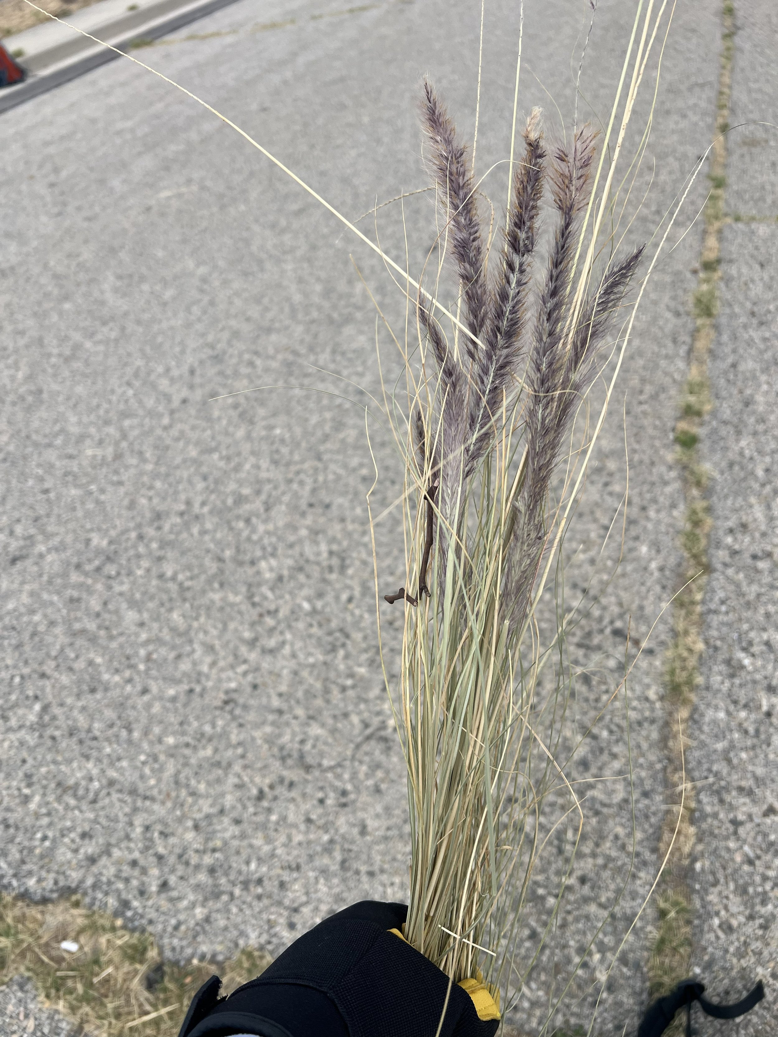 Removing fountain grass seeds to prevent spread