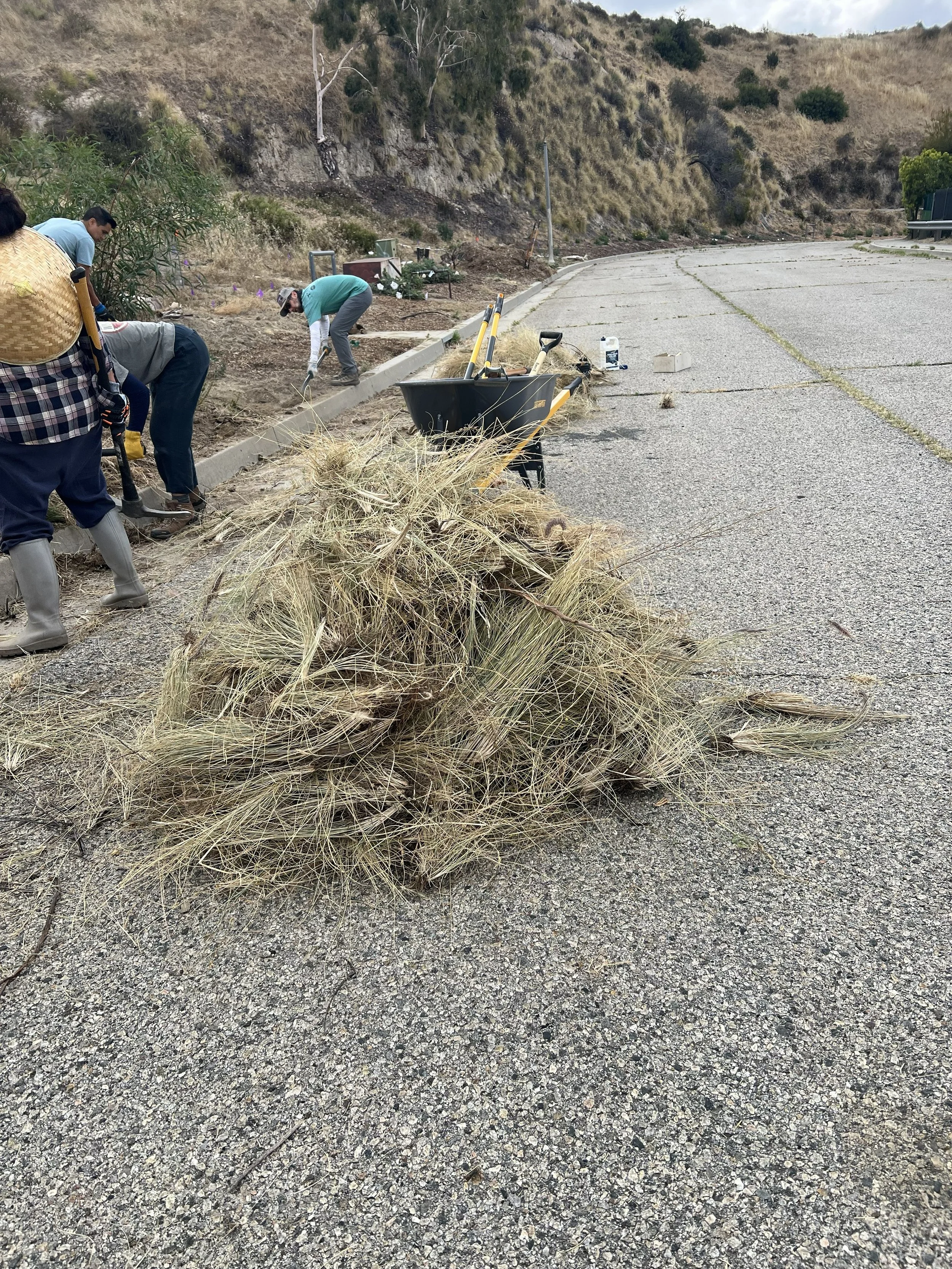 Removing invasive grasses