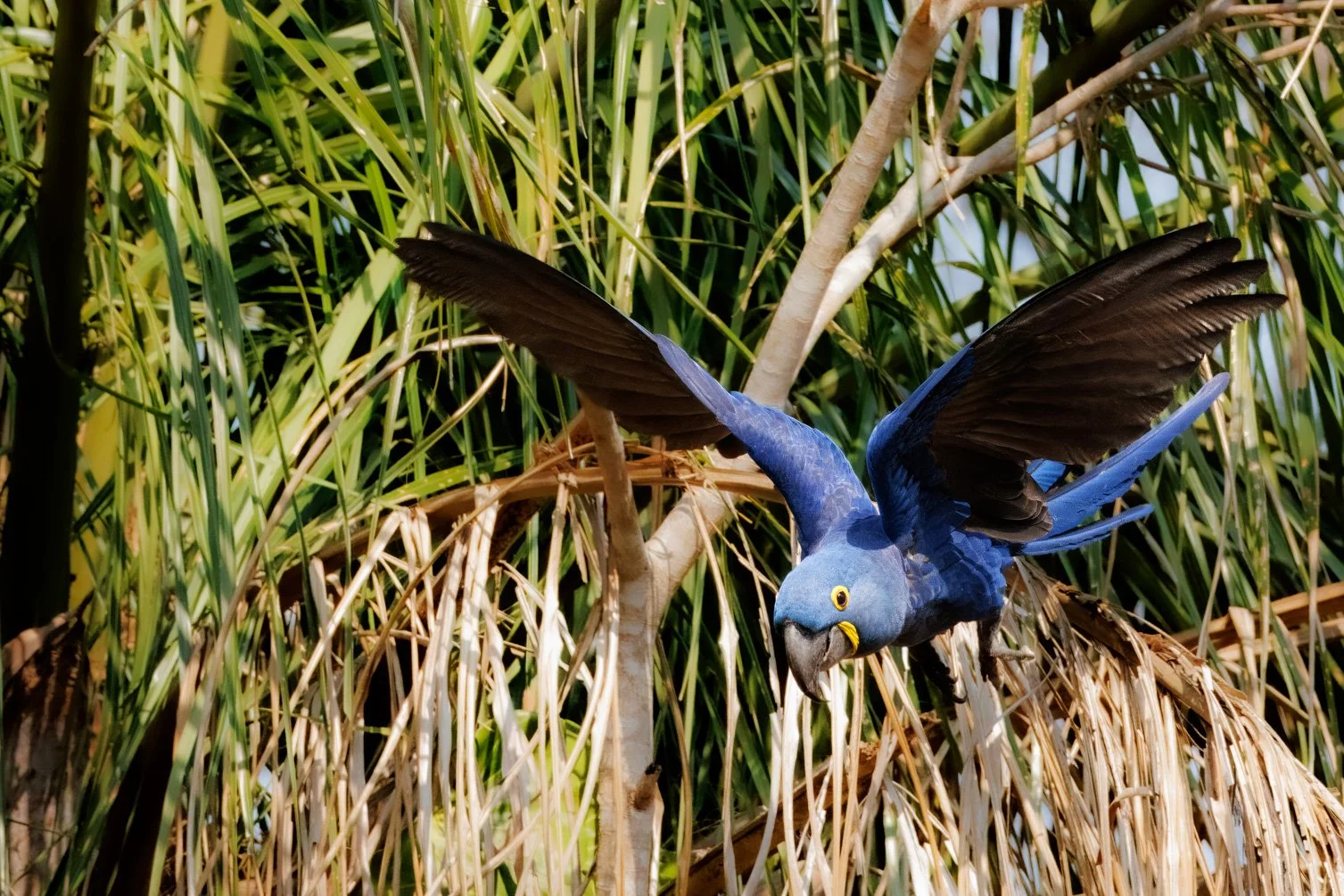 Hyacinth Macaw