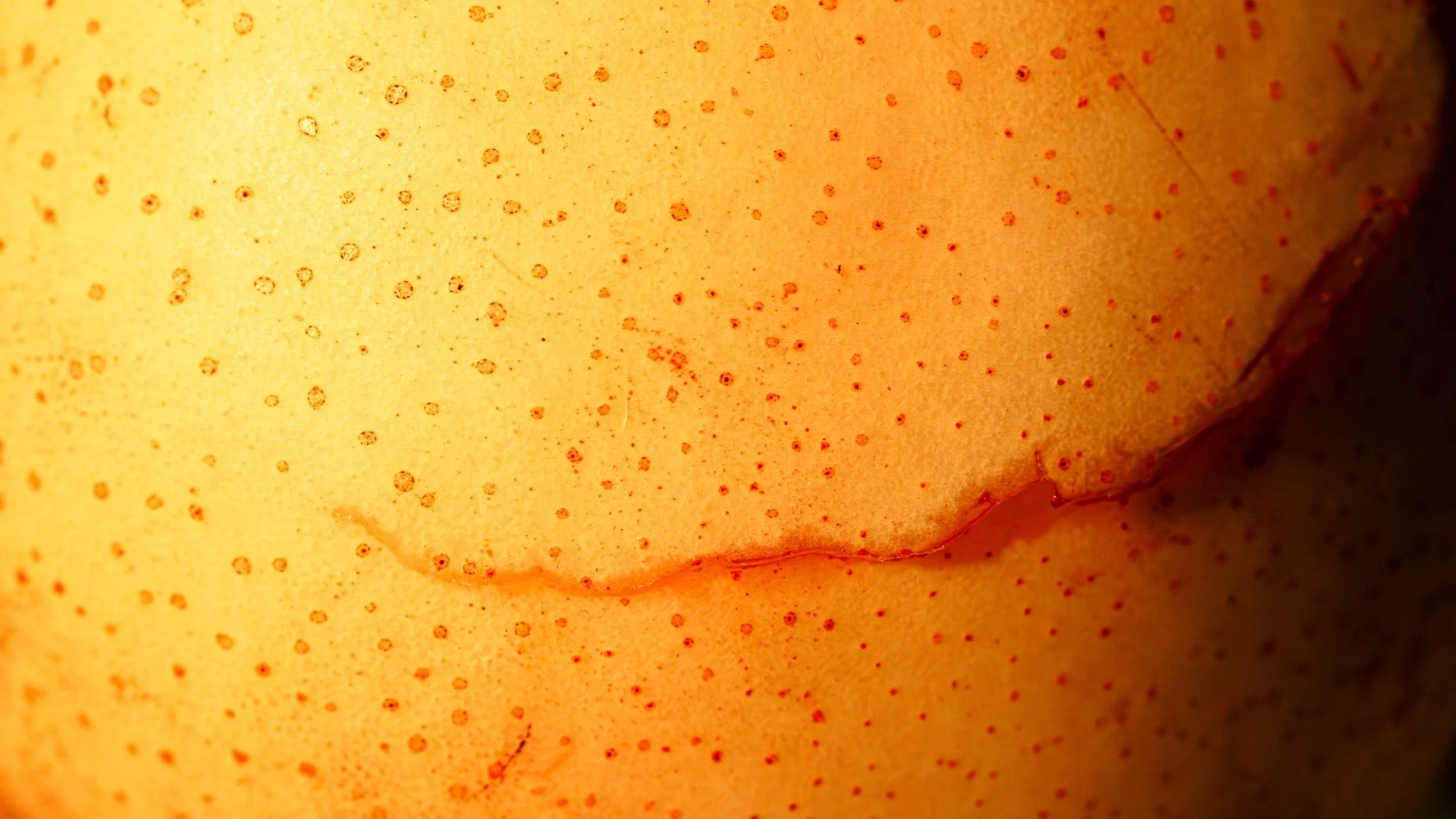 IMG_0026-Enhanced-NR-1-2 copy.jpg