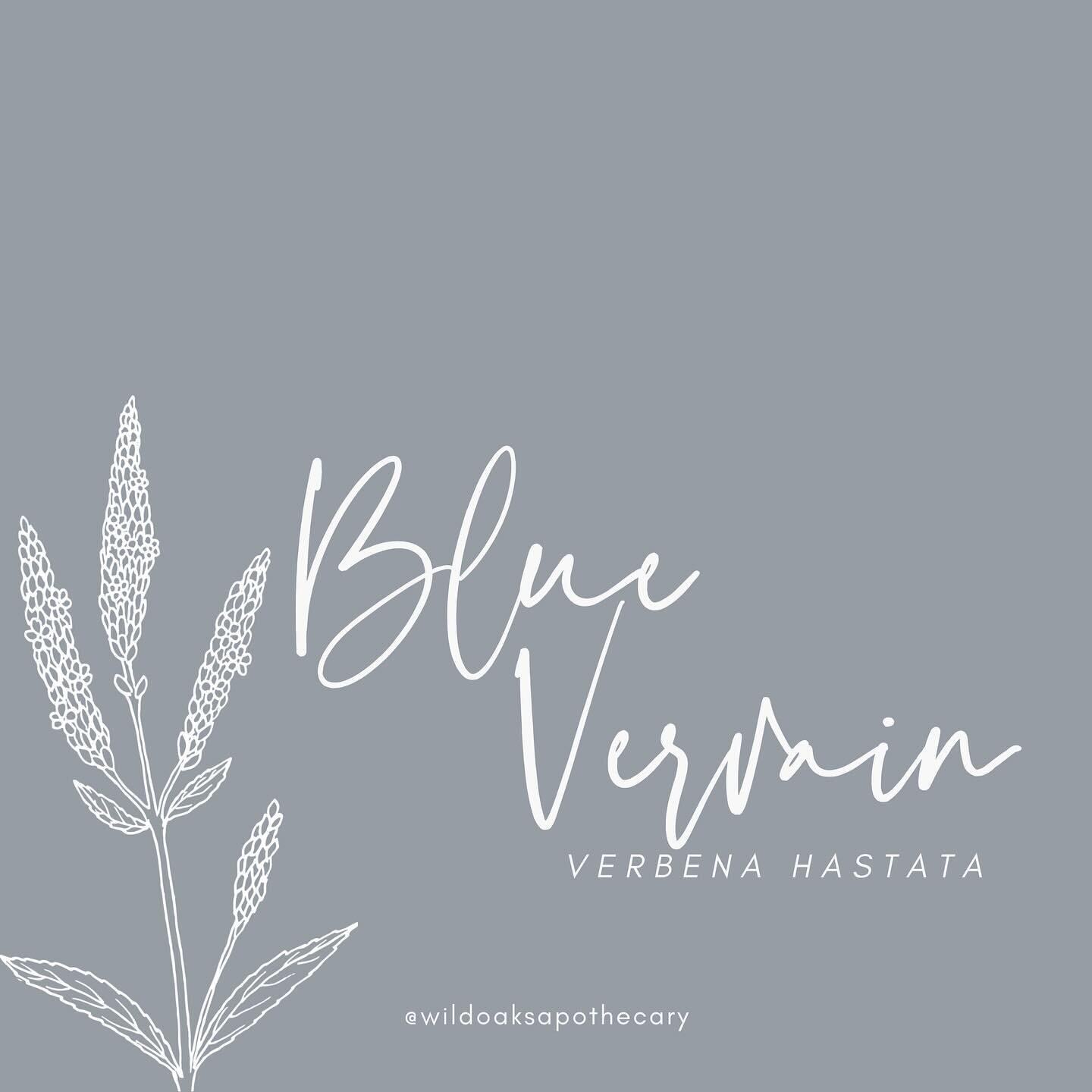 BLUE VERVAIN
𝘷𝘦𝘳𝘣𝘦𝘯𝘢 𝘩𝘢𝘴𝘵𝘢𝘵𝘢

- Anti-spasmodic
- Bitter
- Diaphoretic
- Emmenagogue
- Galactagogue
- Nervine
- Reproductive support

Blue vervain acts as a nervine, bitter, mild sedative, relaxant, diuretic, and more. Blue vervain is ty