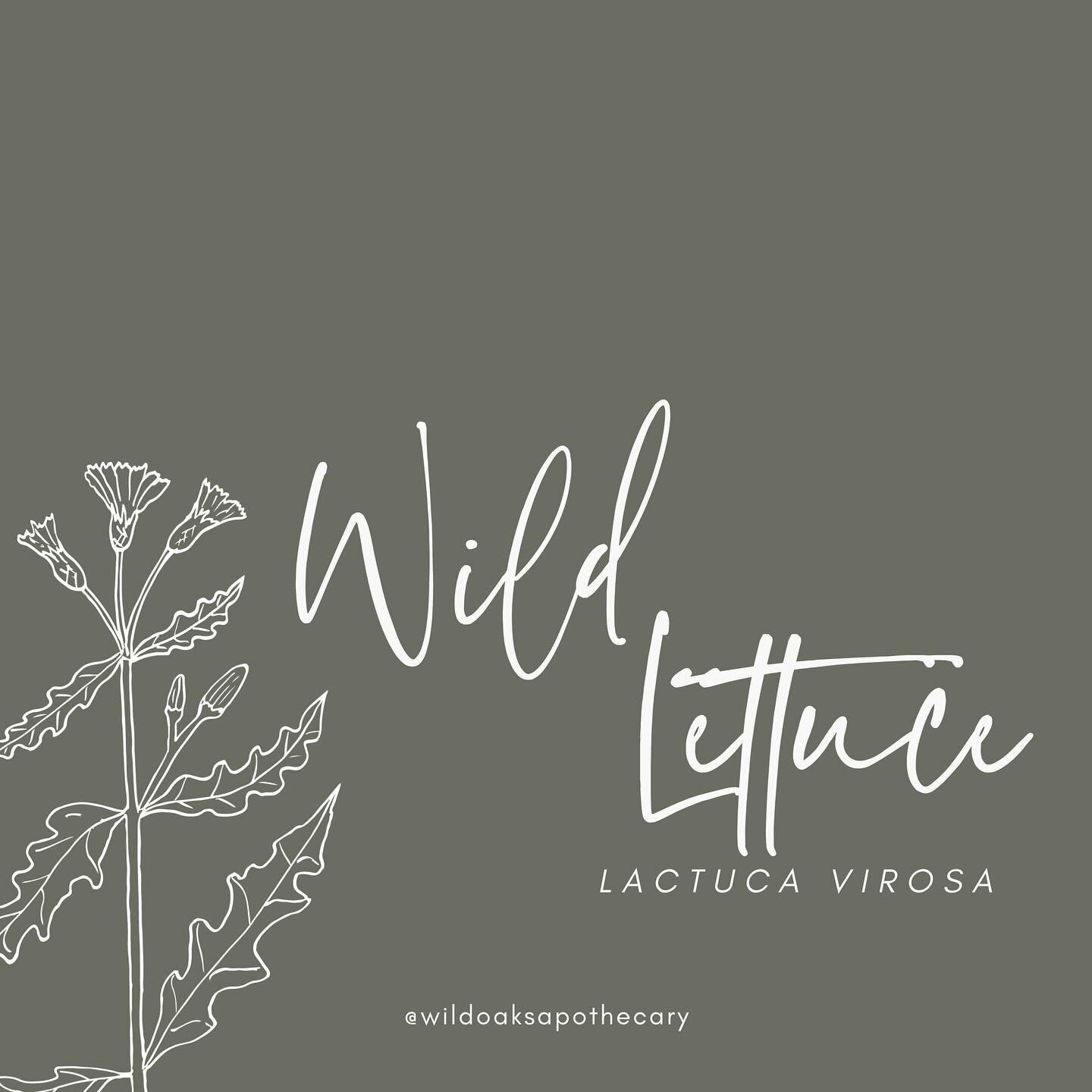 WILD LETTUCE 𝘭𝘢𝘤𝘵𝘶𝘤𝘢 𝘷𝘪𝘳𝘰𝘴𝘢

- Analgesic
- Anti-spasmodic
- Anti-tussive
- Nervine
- Relaxant
- Sedative

Wild lettuce is a tall, prickly plant that is often classified as a weed. Its leaves have prickly parts on the edges and underneath