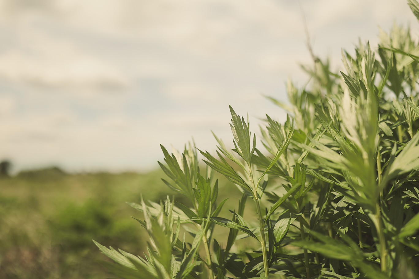 Mugwort - Nature’s Dreamweaver