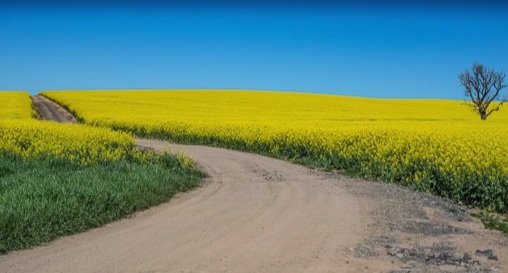 Canola (rape seed) at its best, cut through the middle by this track.