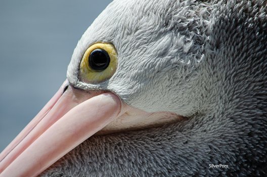 Pelican-00001.jpg