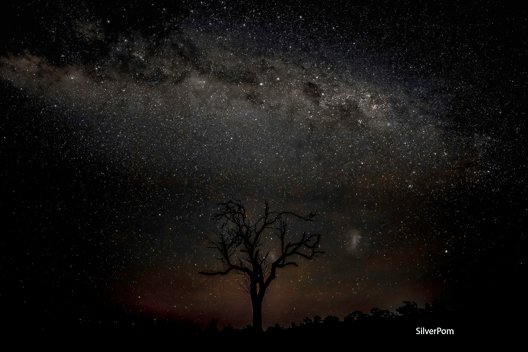 There is a tree, that once was alive, but now is dead; but illuminated behind it the vastness of the milky way
