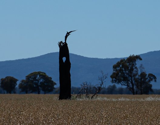 Eye of the stump.jpg