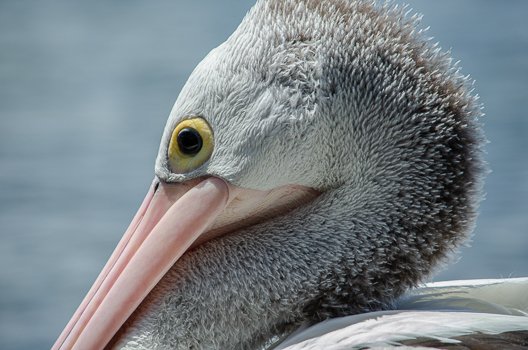 Seabirds-9.jpg