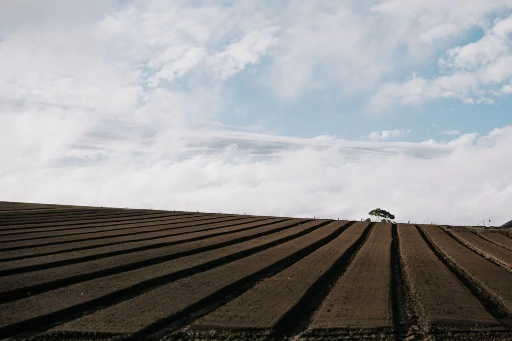 Inland Revenue increases focus on horticulture