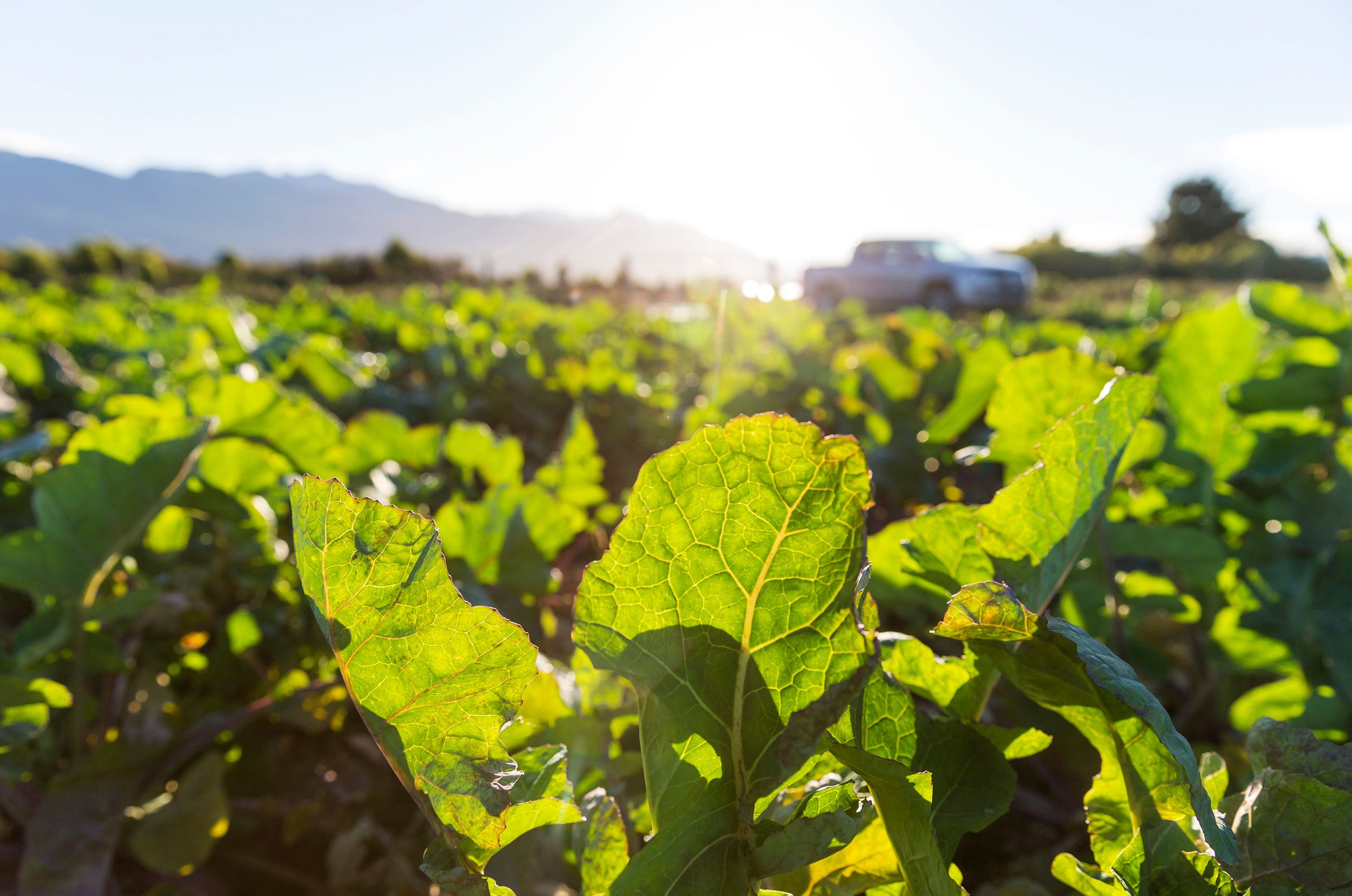 Vegetable farm