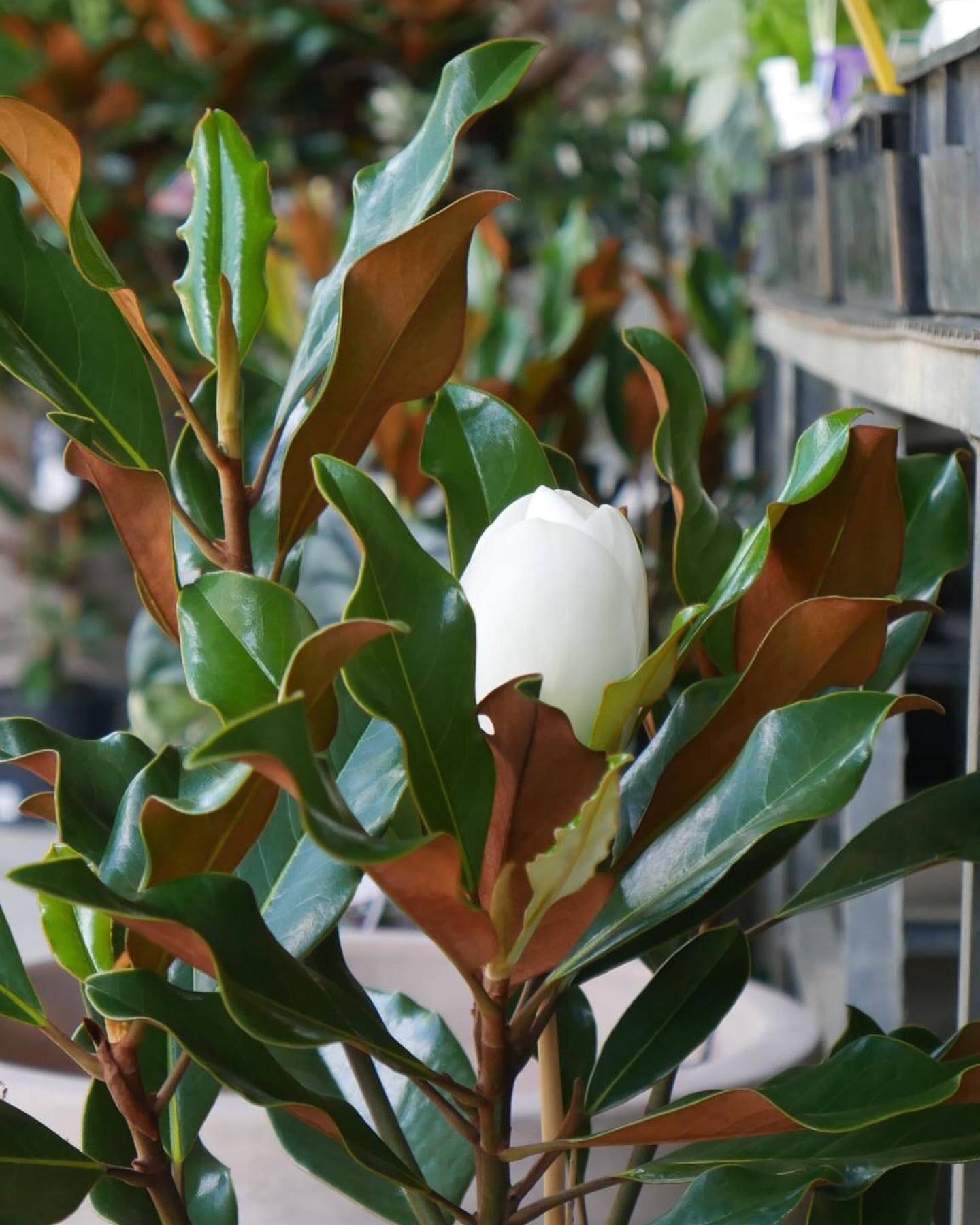 🌿 Magnolia &lsquo;Kay Paris&rsquo; 🌿

A beautiful evergreen Magnolia with glossy dark green foliage and large fragrant white flowers. Considered the best of the Southern Magnolias from the USA, &lsquo;Kay Paris&rsquo; is an excellent small specimen