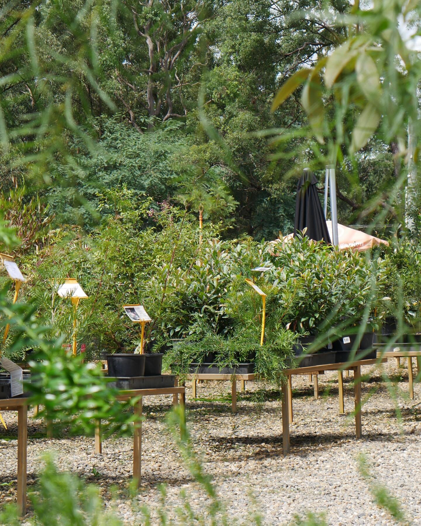 🥑🫒 FRUIT TREES HAVE ARRIVED 🍊🍋

We&rsquo;ve had a recent delivery of fruit trees that are looking fantastic and are ready for their forever homes! Species include the following:
- Hass Avocado
- Reed Avocado
- Shepard Avocado
- Tahitian Lime
- Ch