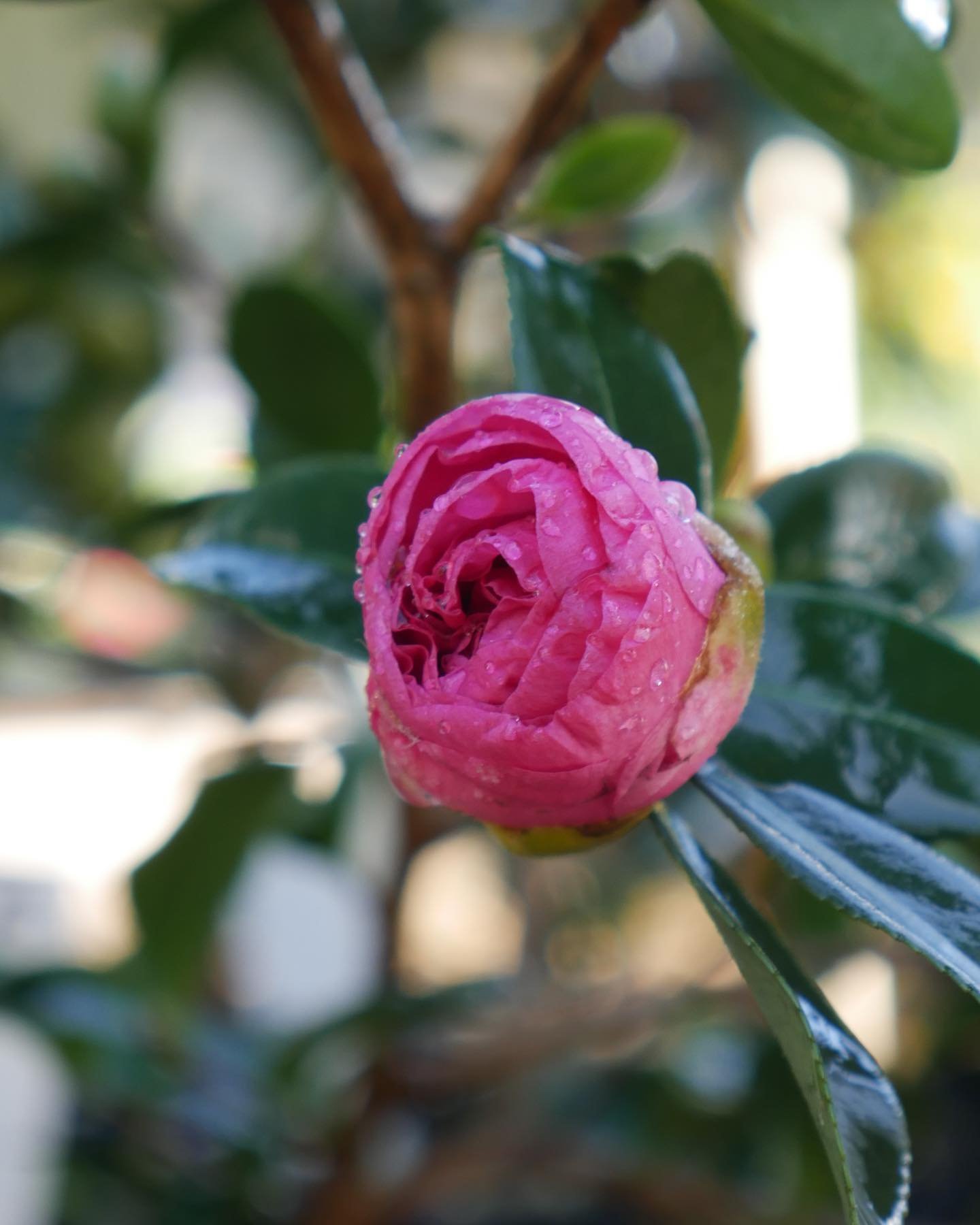 🌺 Winter Flowering Wonders 🌺

The nights have cooled down and the winter buds are beginning to bloom. Our Camellias in particular have taken charge and are putting on a fantastic display at a great price! Our assorted 200mm Camellias are only $25 e