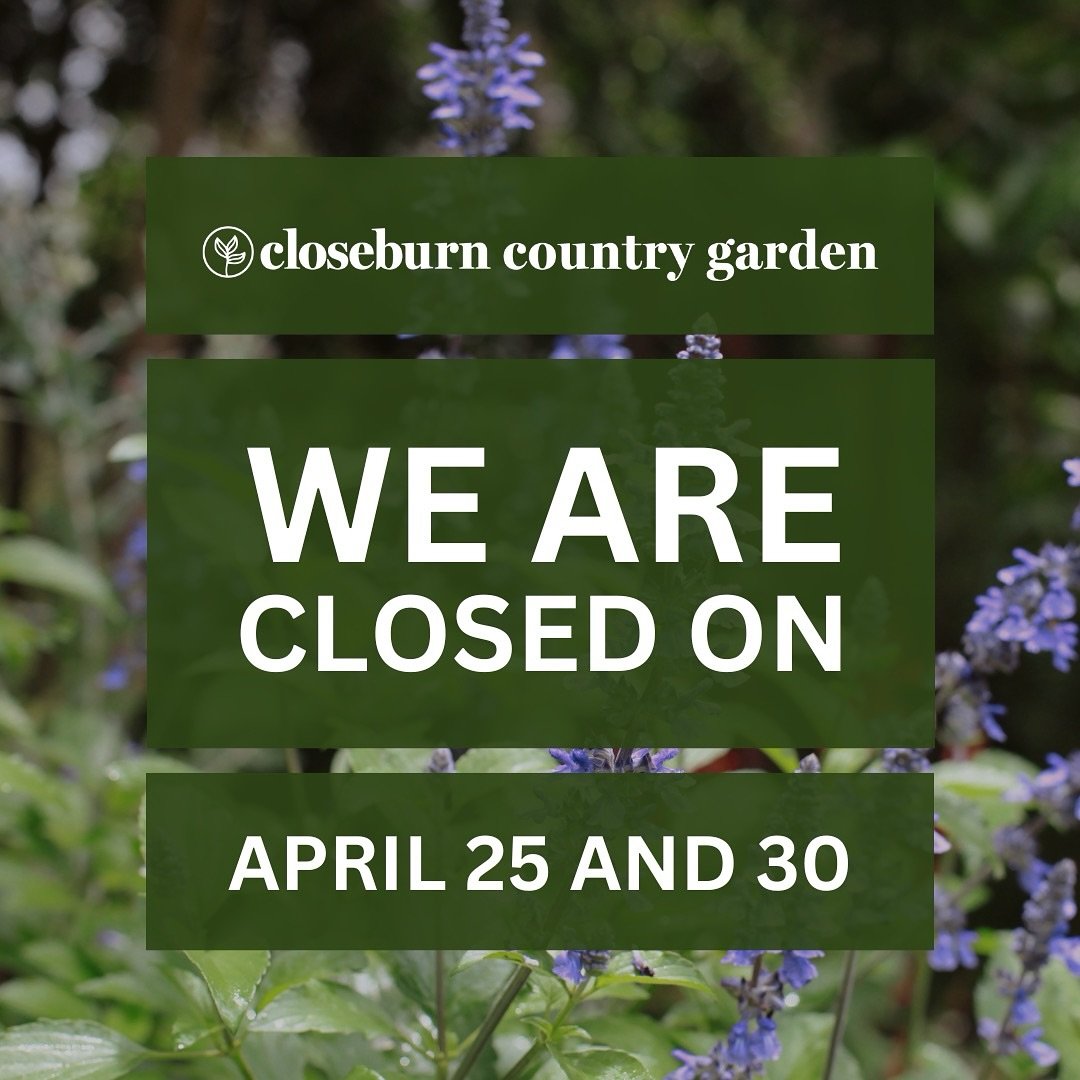 Closeburn Country Garden will be closed for...

❤️ The ANZAC Day public holiday on Thurs April 25

💡 A planned power outage on Tues April 30

Keep an eye out on our socials for more updates!

#closeburncountrygarden #publicholidayhours #anzacday