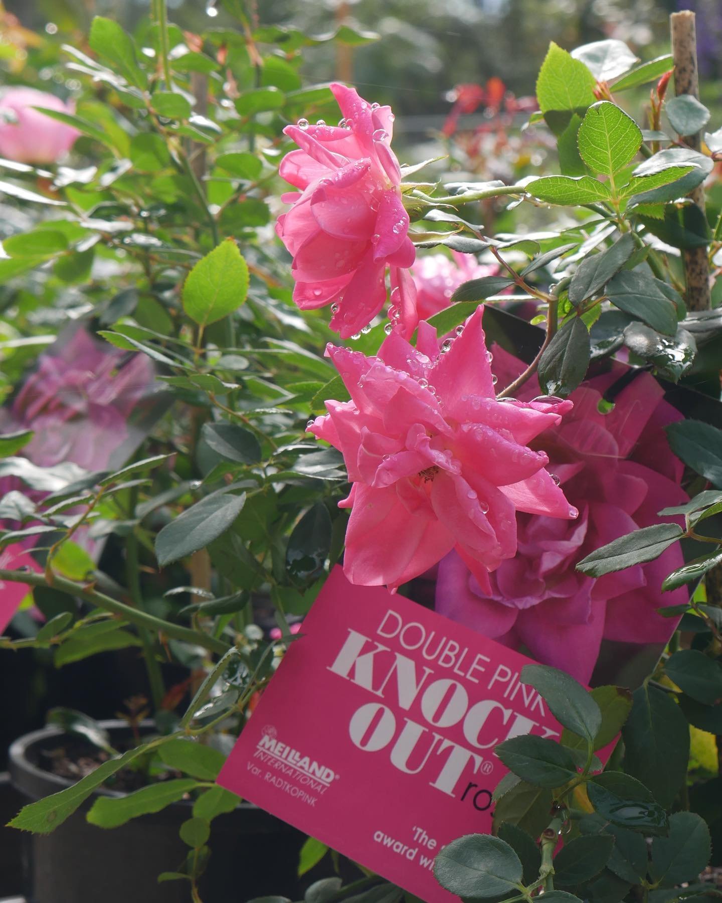 🌼 So much colour in the nursery right now!🌷

With Mother&rsquo;s Day around the corner why not get her a gift that keeps on giving? 🌹

We&rsquo;ve got a huge variety of native and exotic species that are looking fantastic at the moment! Our hortic