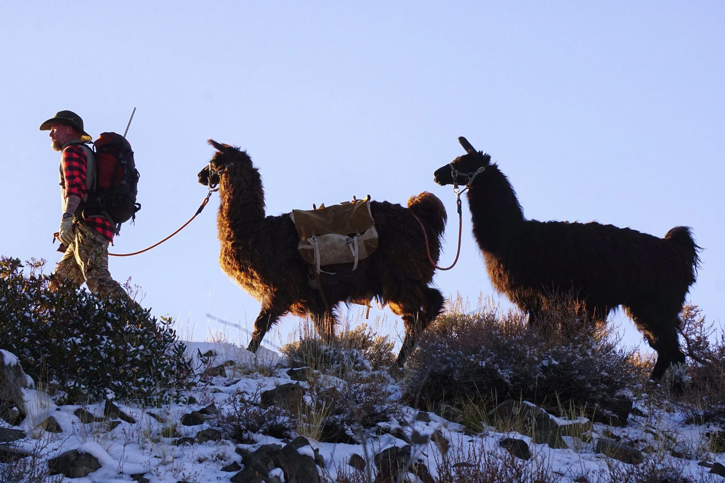 Fossil Ridge Pack Llamas