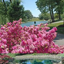 Opening The Shutter blogs About Shelton Vineyards