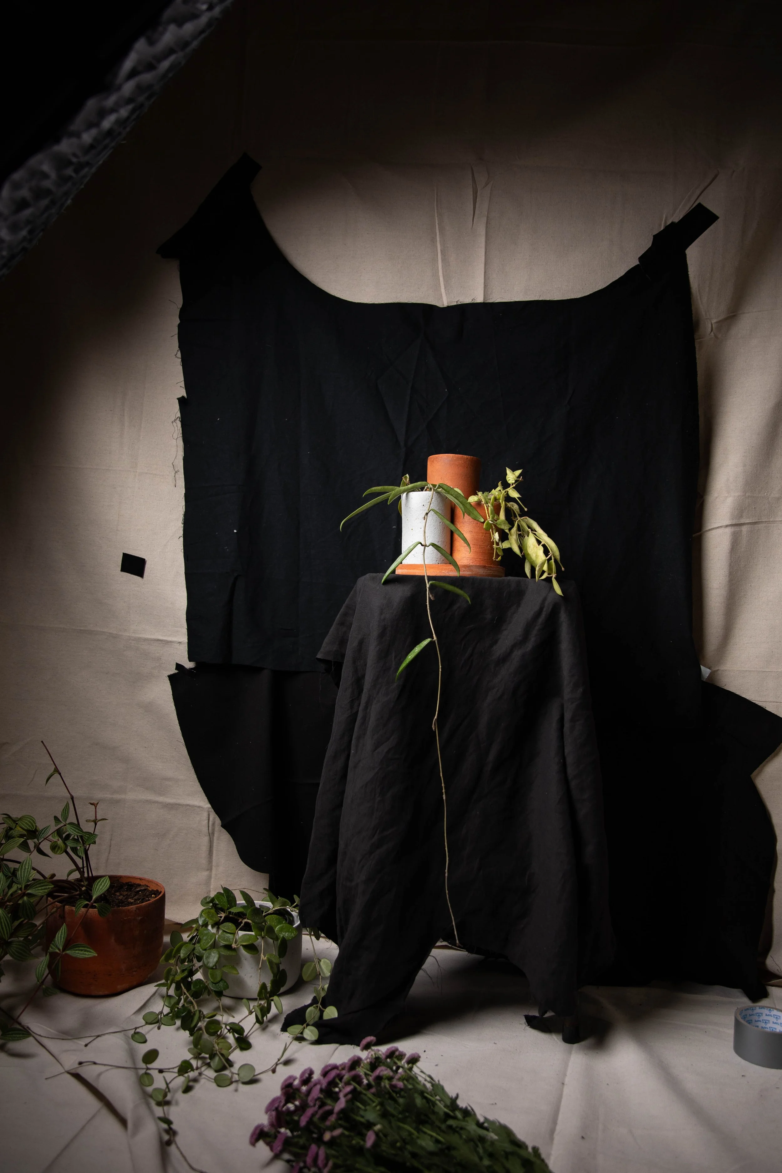 plants-3.jpg