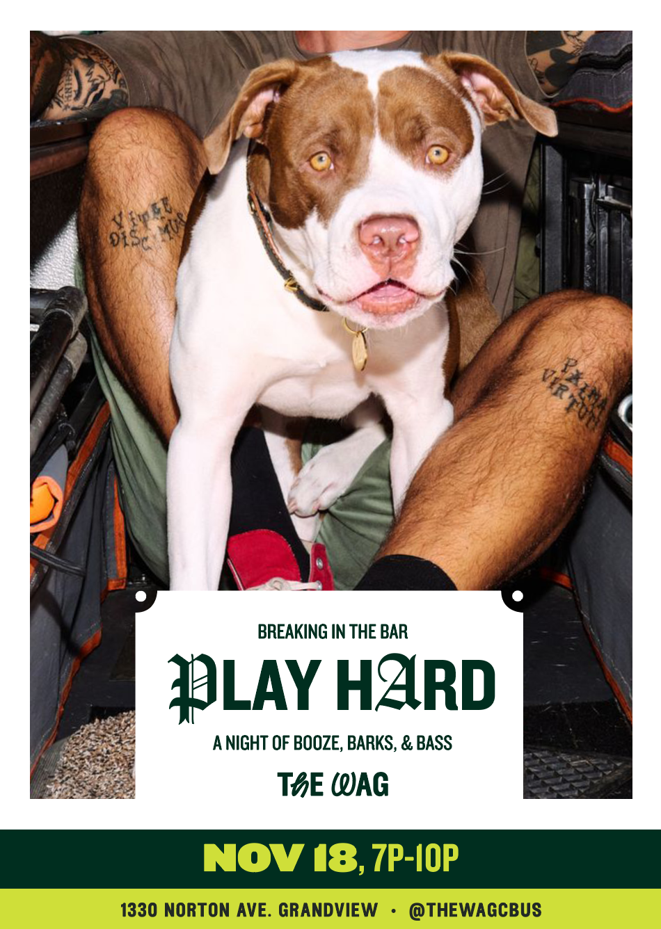 Dog sitting on a person's lap, who is seated with legs apart. The dog has a white and brown coat, piercing yellow eyes, and a pink nose. The person's legs are visible, showing tattoos on both thighs. The background includes a couch or seat and various objects, suggesting an informal setting.