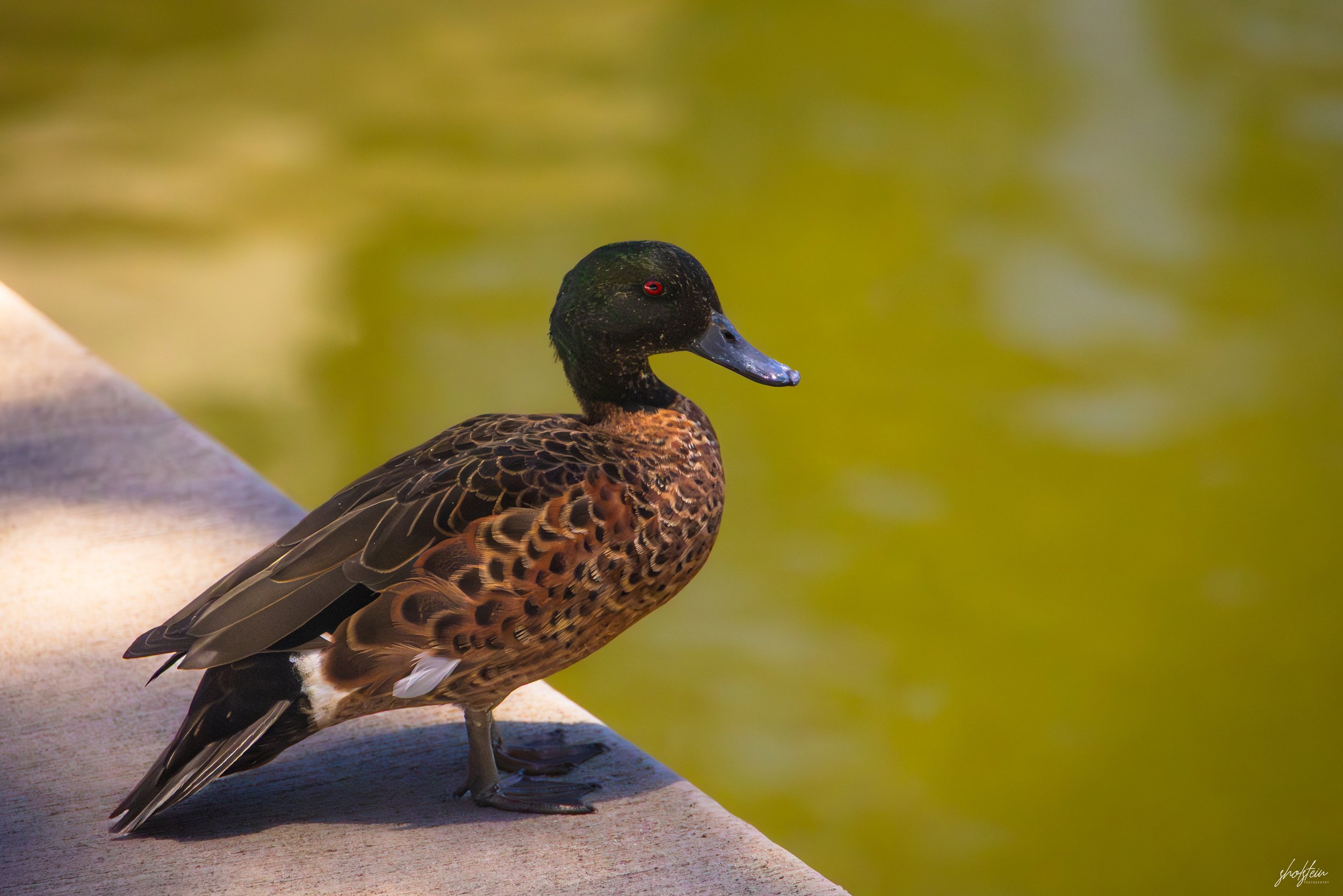 Sussex Inlet 10-1-26-1-3-l.jpg