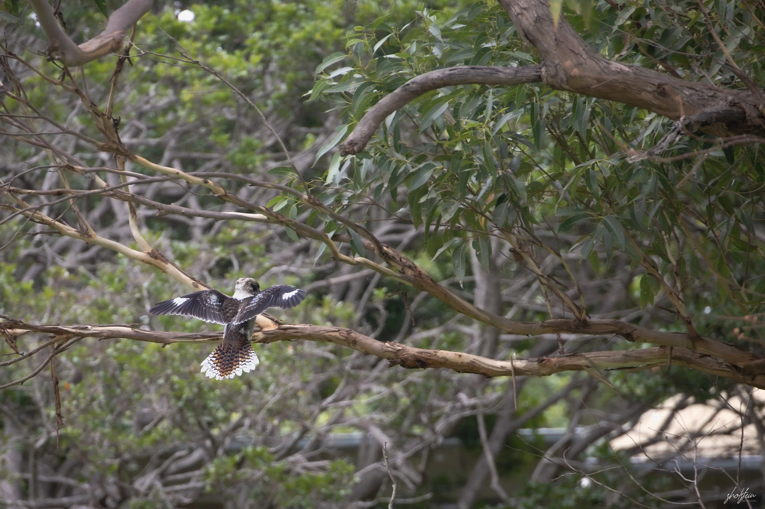 Australia Day 26-1-26-1-10-l.jpg