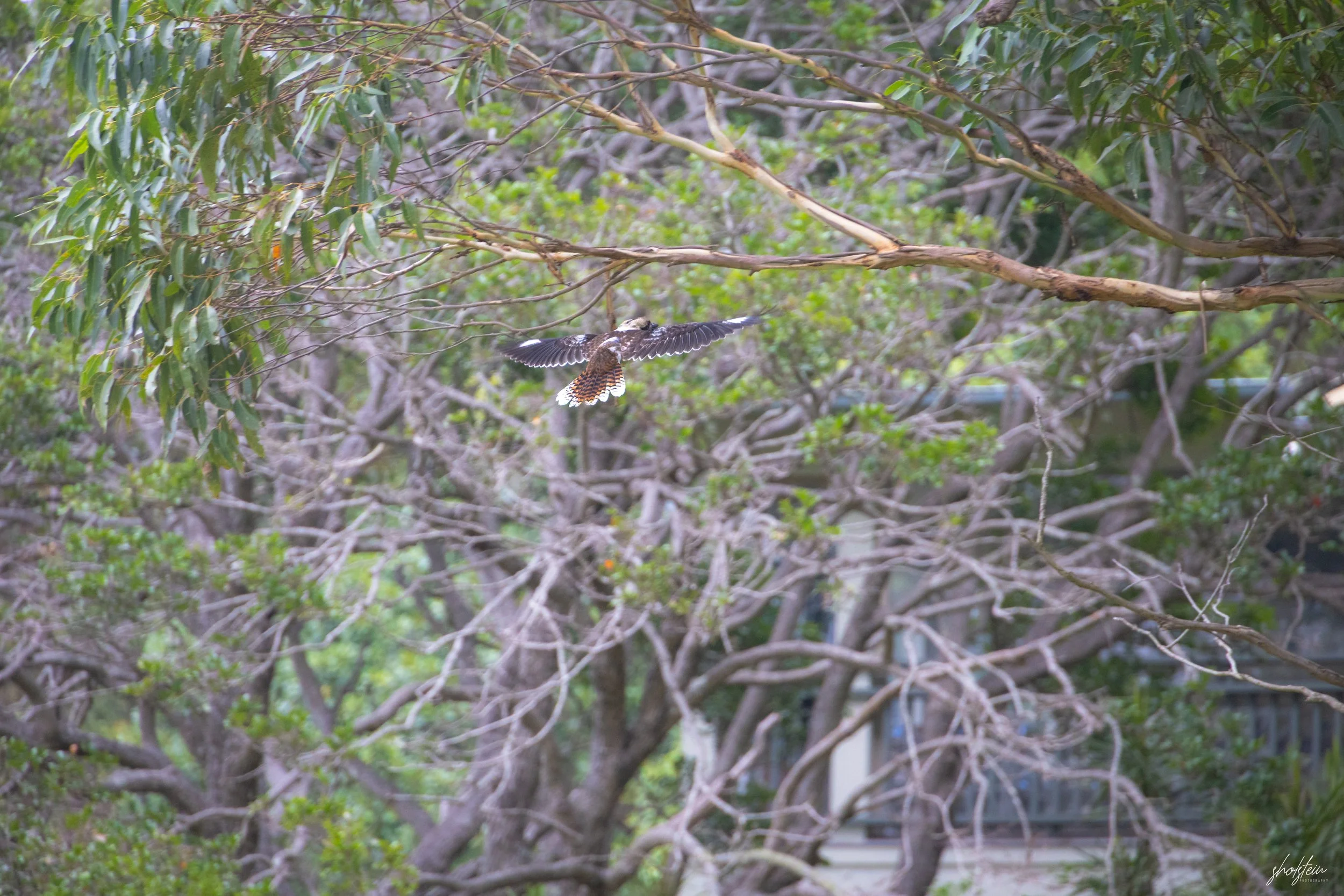 Australia Day 26-1-26-1-9-l.jpg