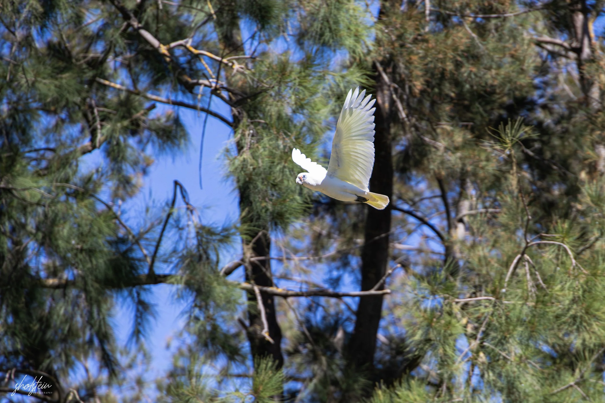 Bathurst 14-3-26-1-17-l.jpg
