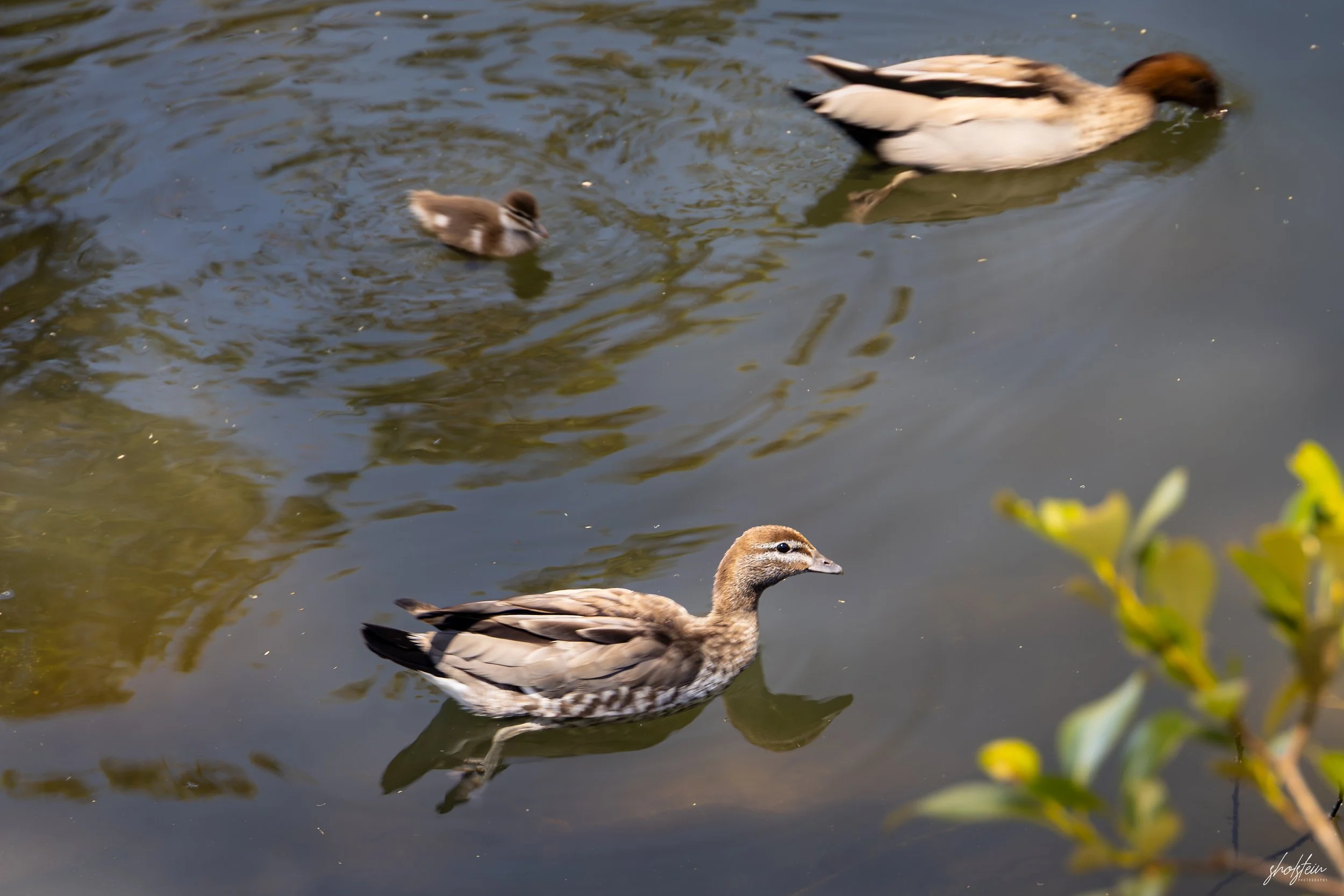 Sussex Inlet 10-1-26-1-9-l.jpg