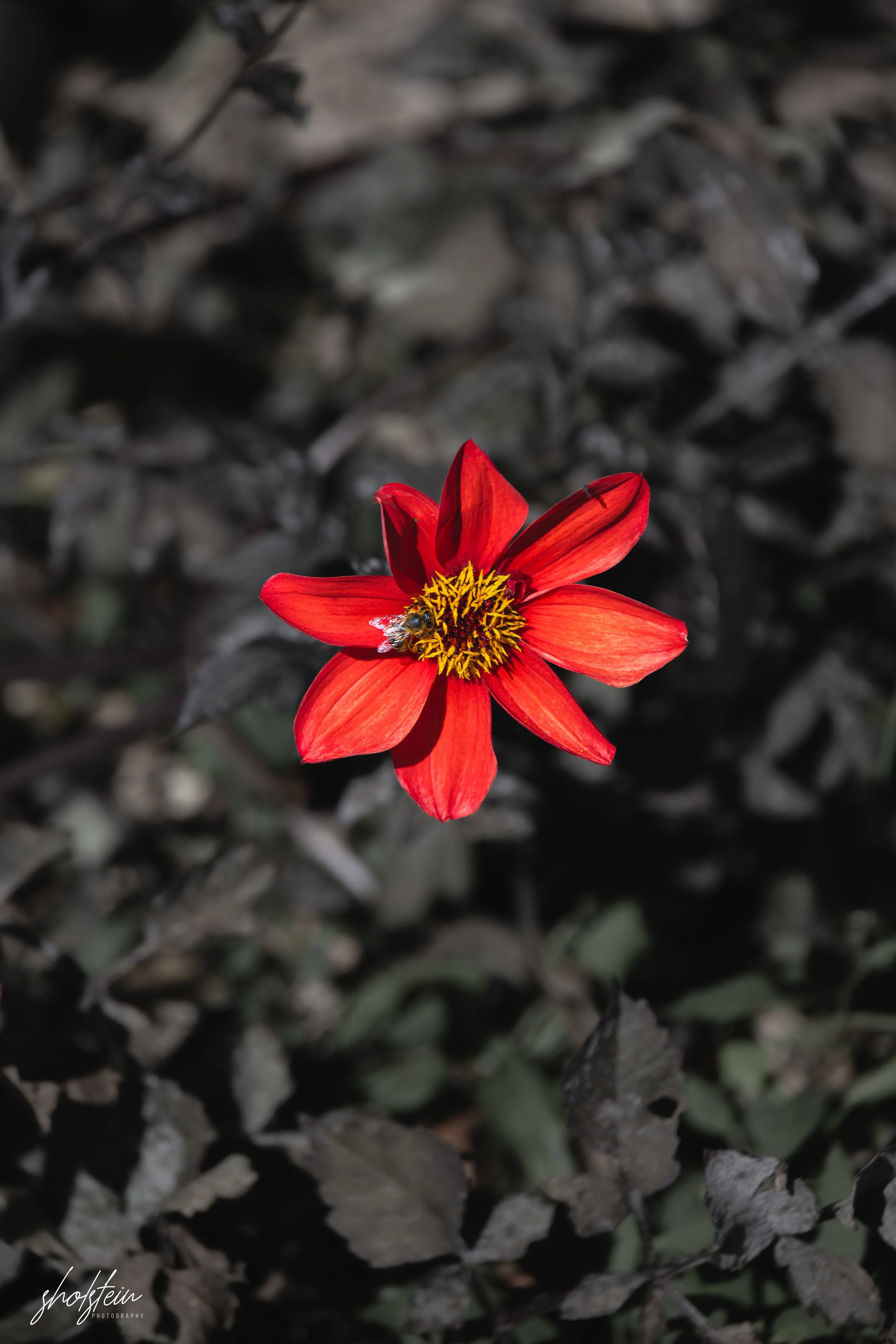 Bowral-Mittagong 26-4-26-1-13-l.jpg