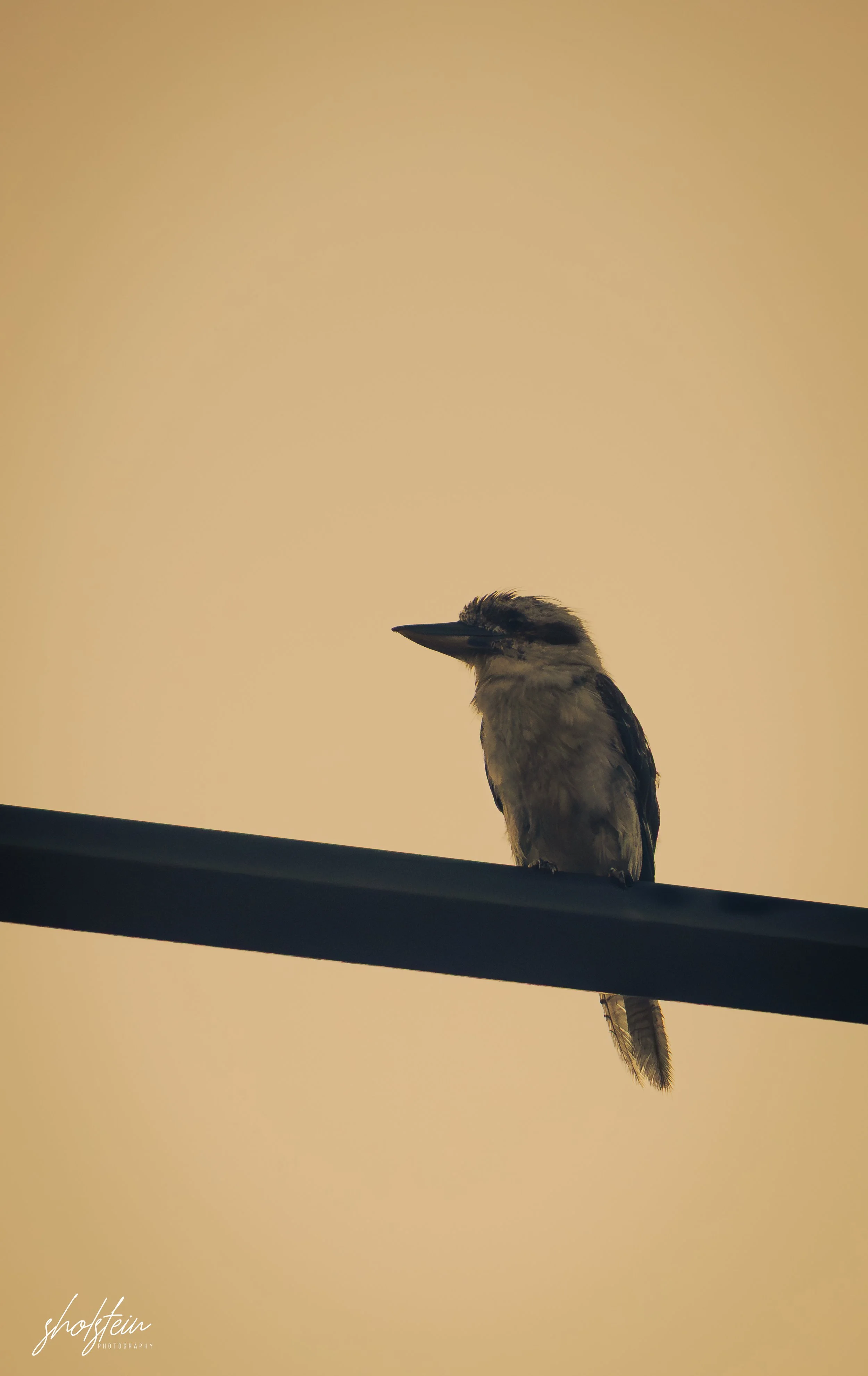 Mollymook 9-1-26-1-2-l.jpg