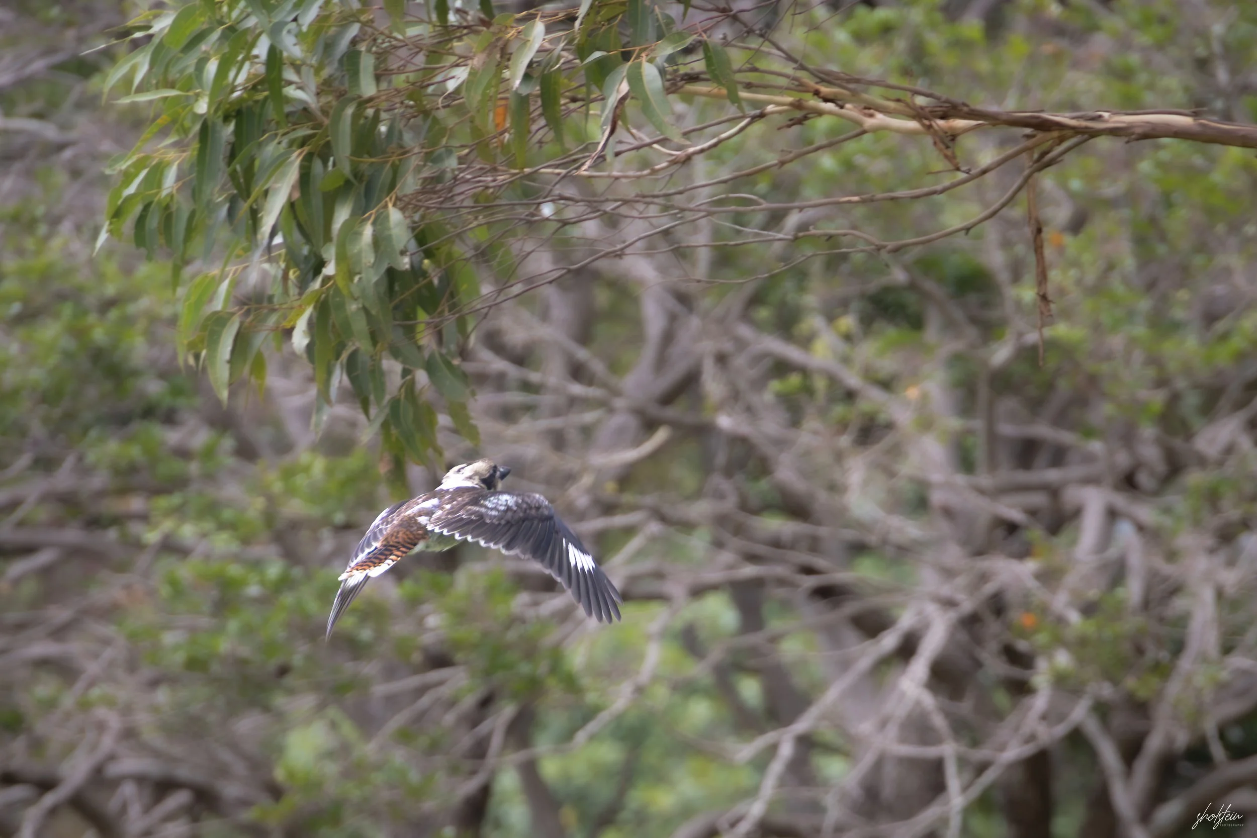 Australia Day 26-1-26-1-8-l.jpg