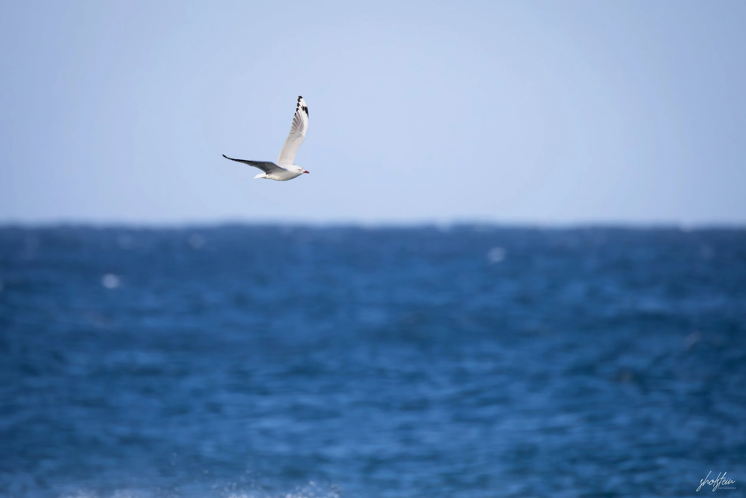 Gerringong 5-7-26-1-29-l.jpg