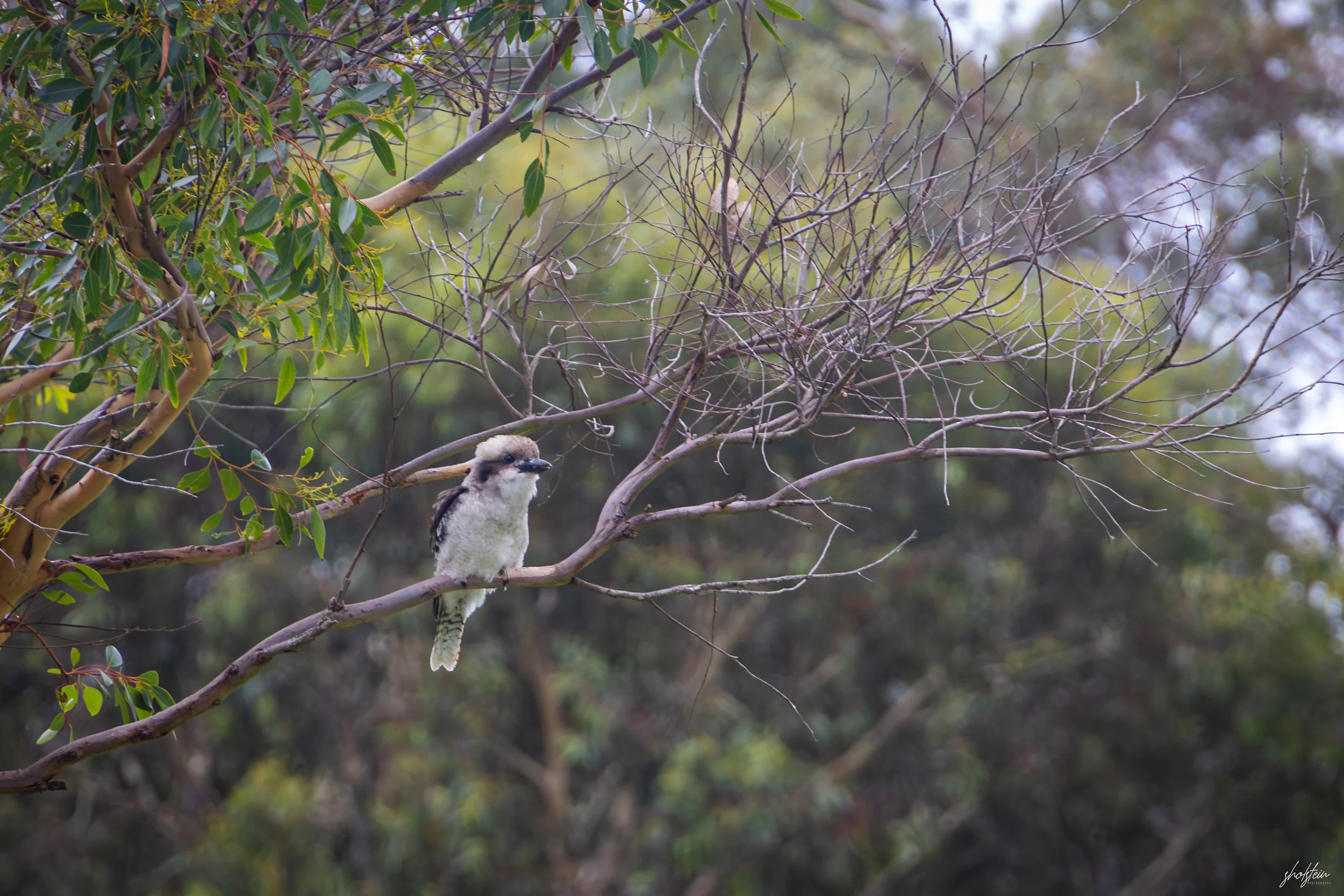 Australia Day 26-1-26-1-7-l.jpg