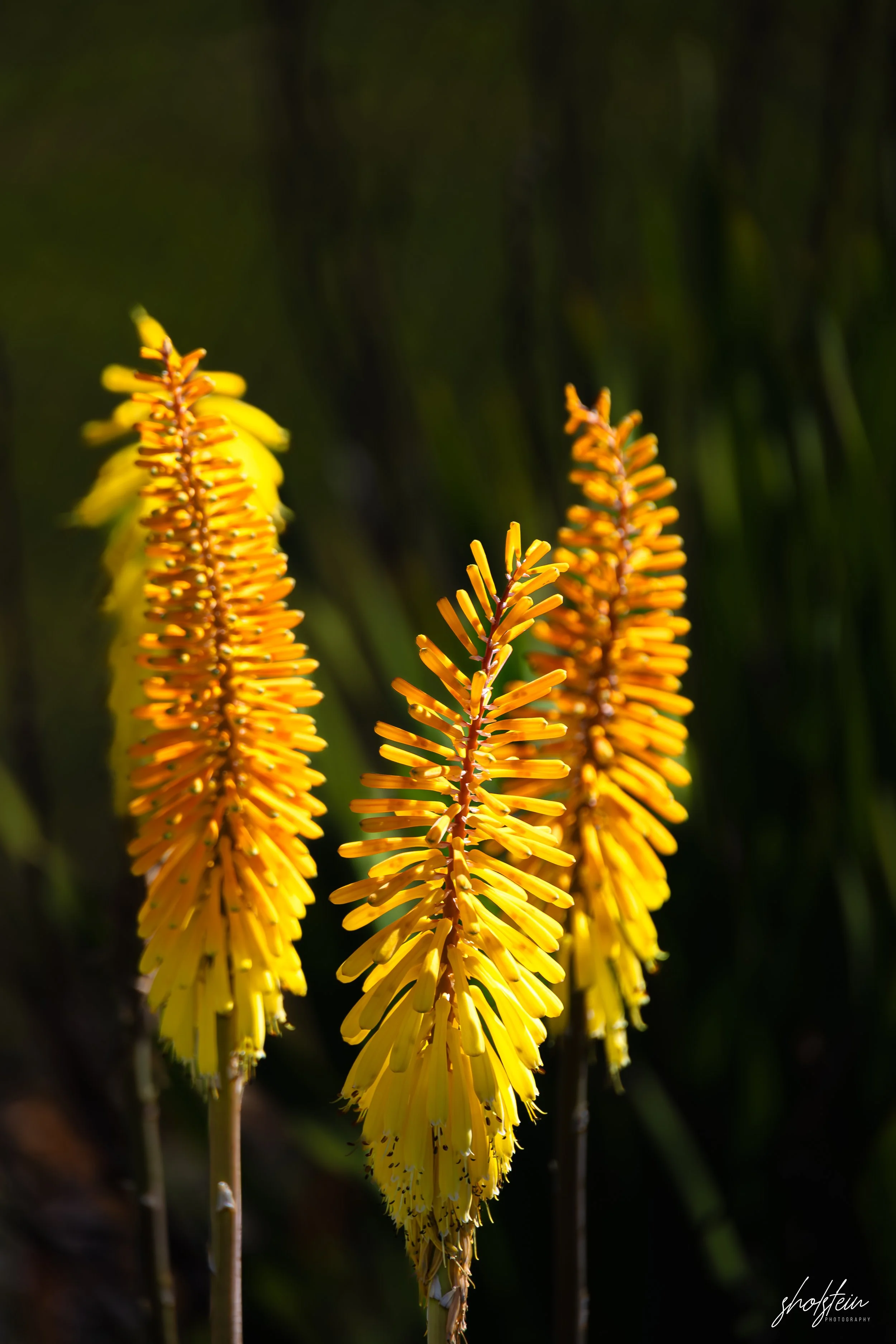 Bowral-Mittagong 26-4-26-1-10-l.jpg
