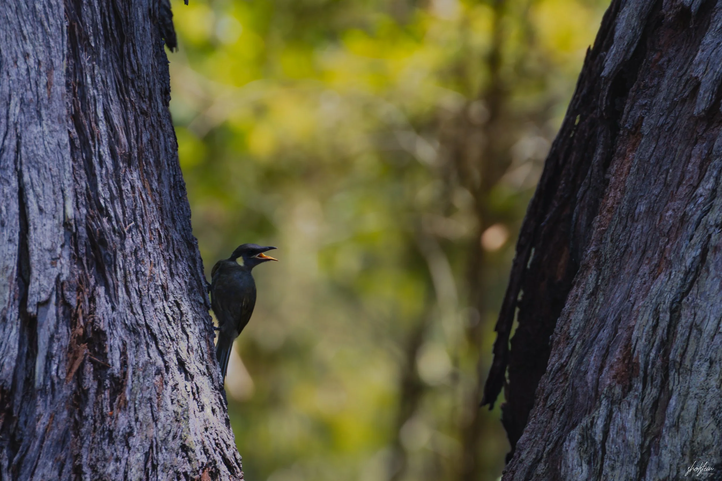 Sussex Inlet 10-1-26-1-8-l.jpg