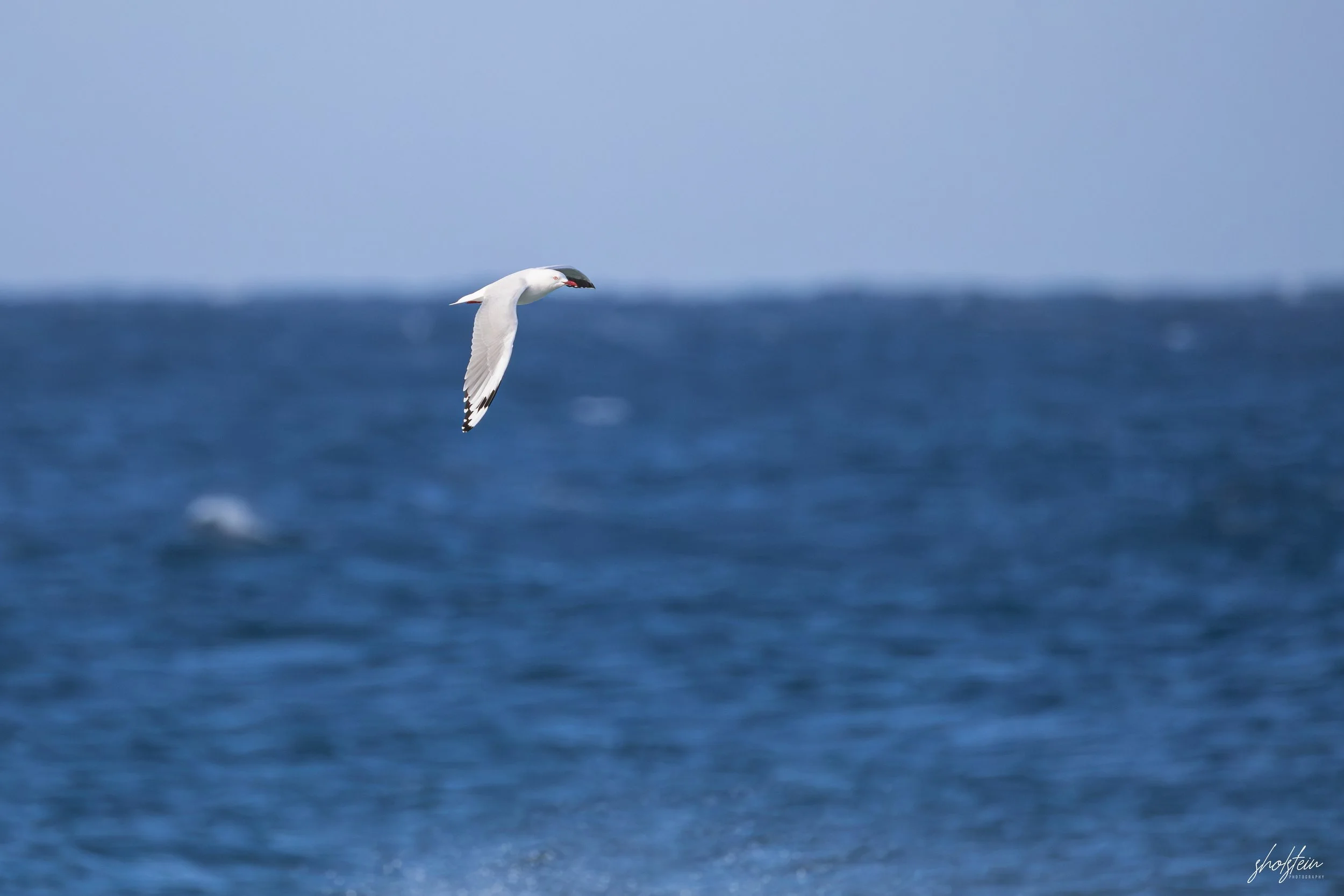Gerringong 5-7-26-1-28-l.jpg